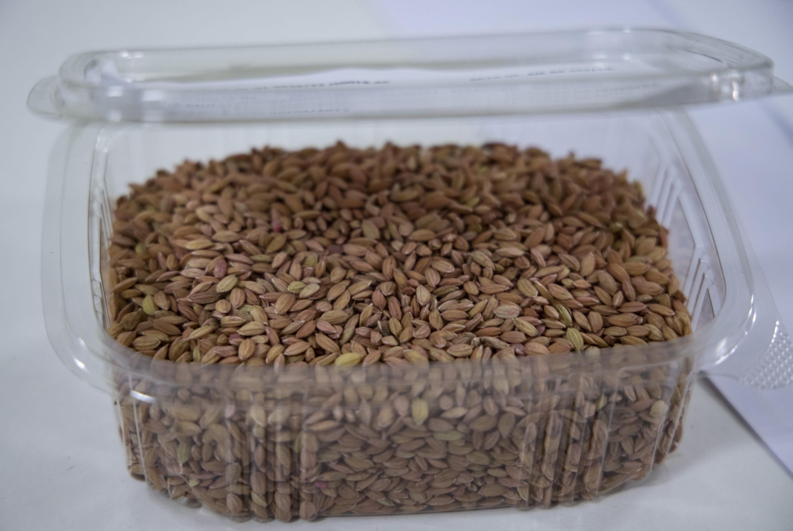 Las fotos de la sequía que sufren los cultivos de arroz en Isla Mayor