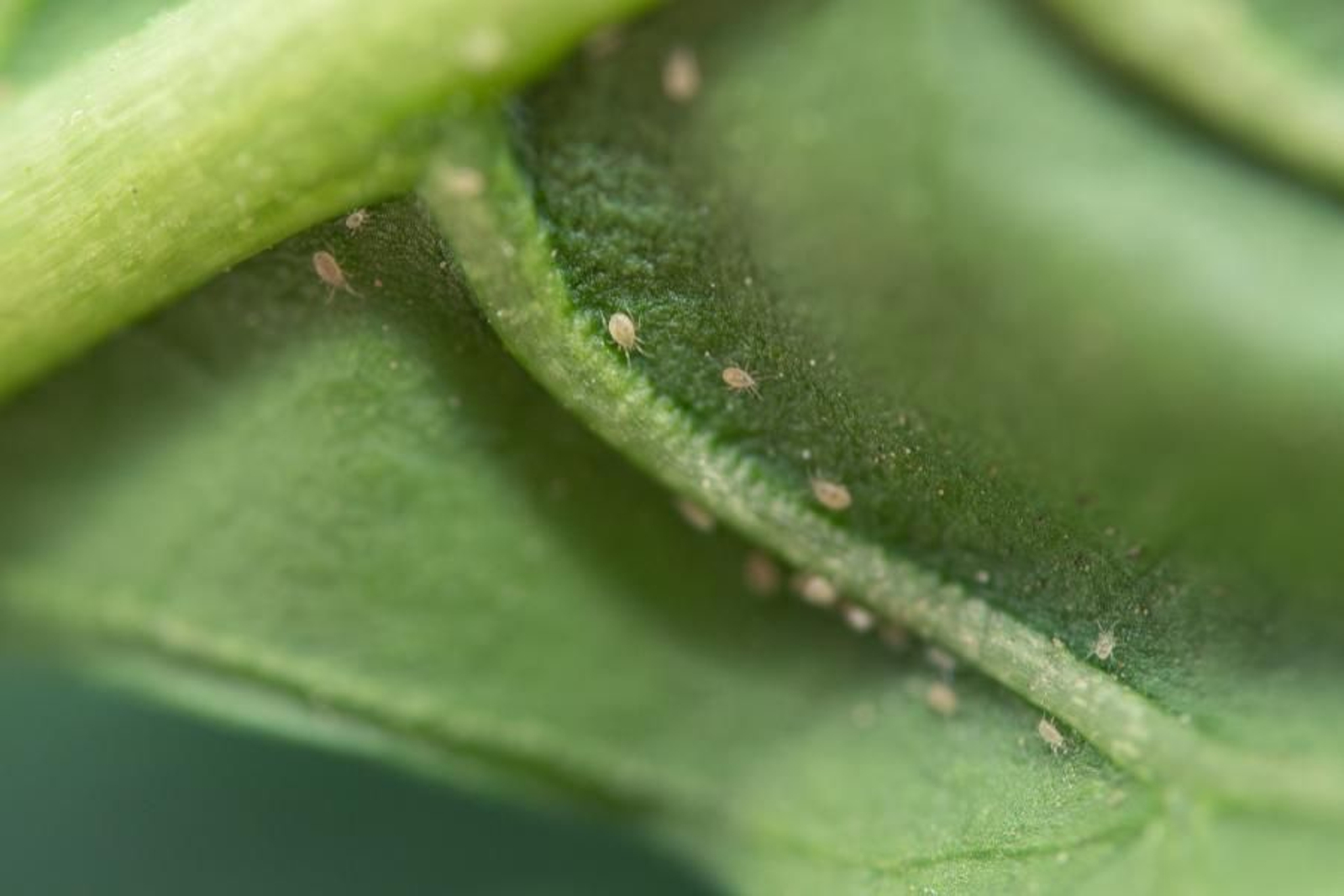 Montdorensis acaro depredador clave en otoño e invierno.
