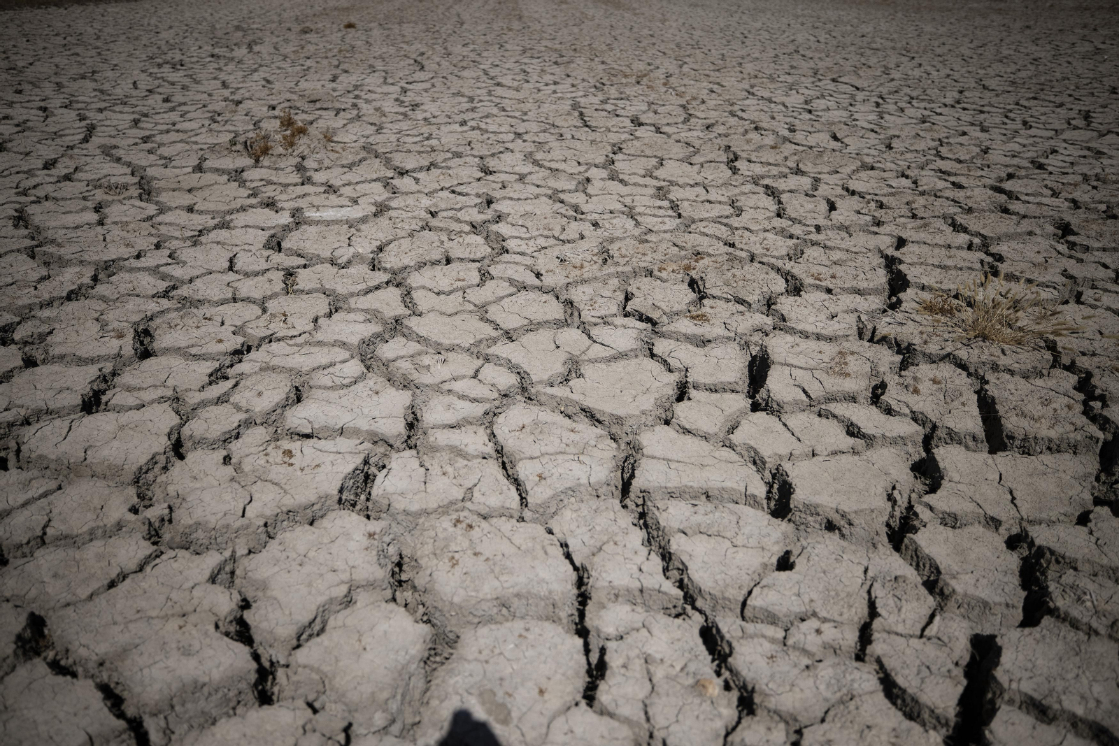 Las fotos de la sequía que sufren los cultivos de arroz en Isla Mayor