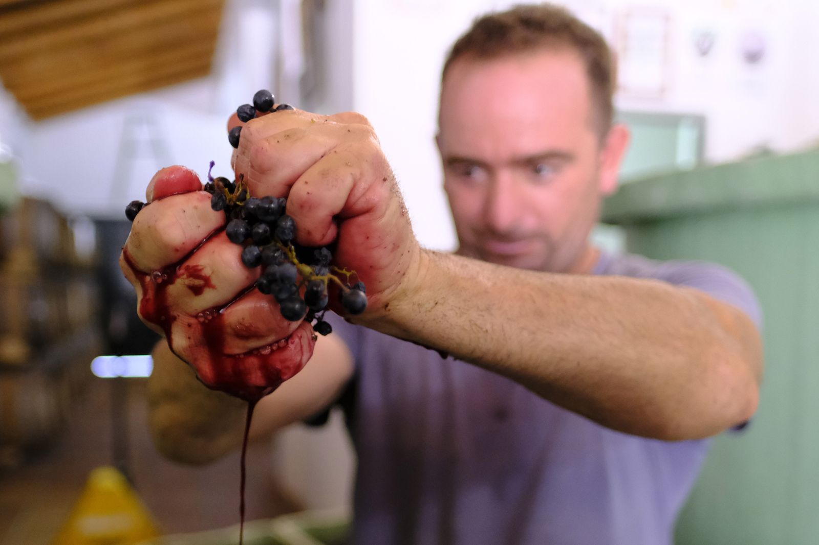 Vendimia en la Serranía de Ronda, en fotos