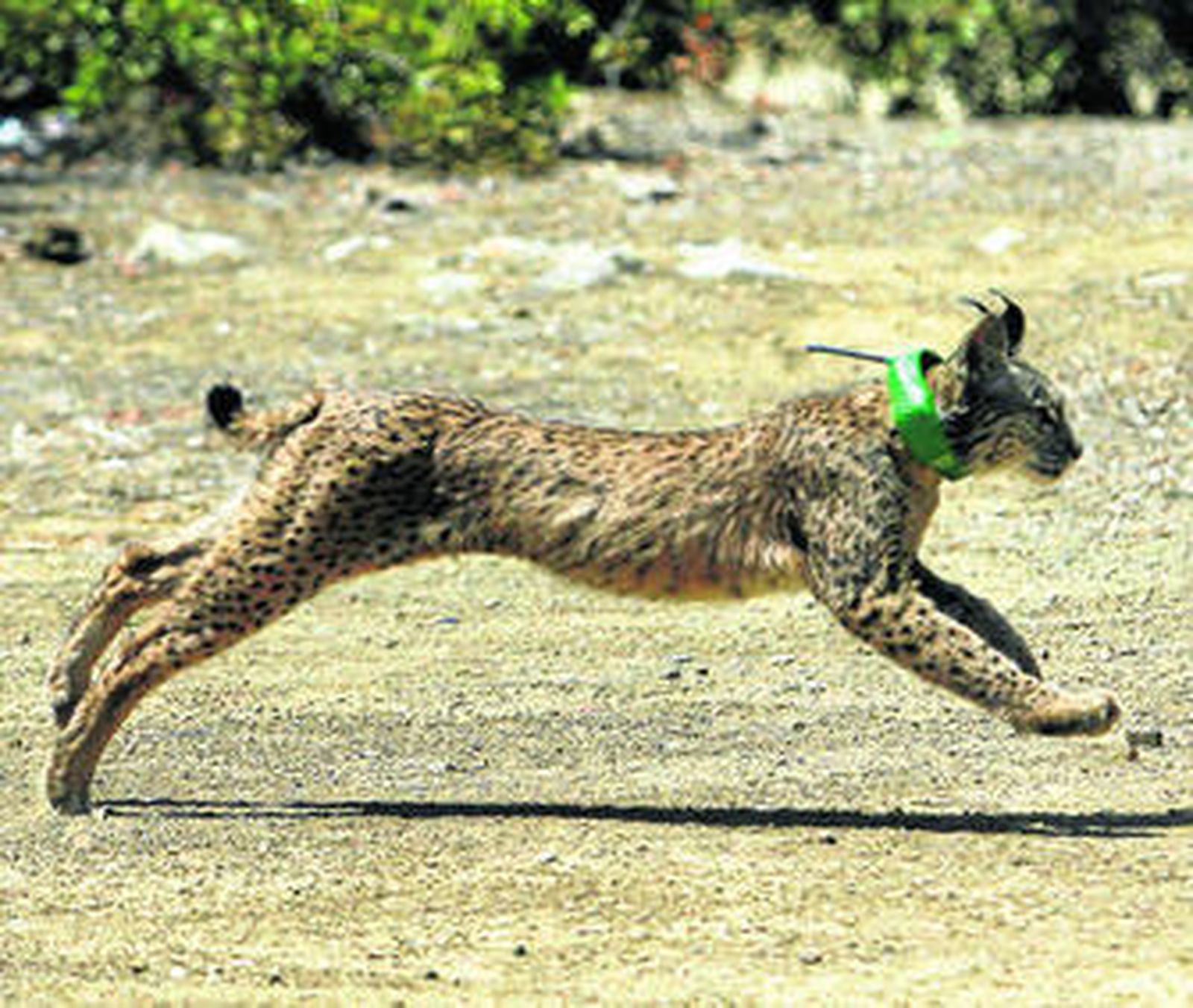 El lince 'Hulla' ya corre libre por Córdoba