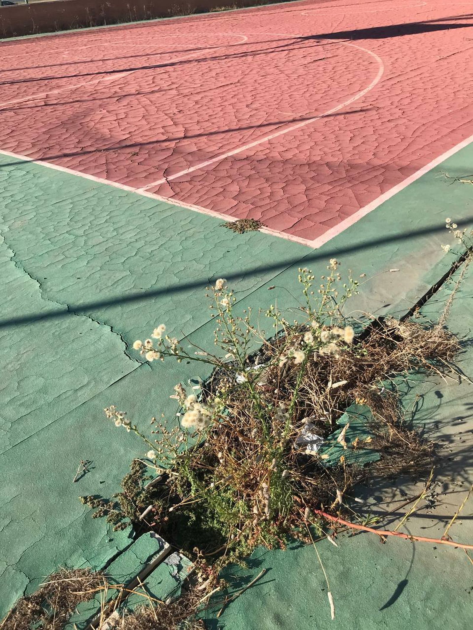 Mal estado de la pista de baloncesto, cuarteada y llena de hierba.