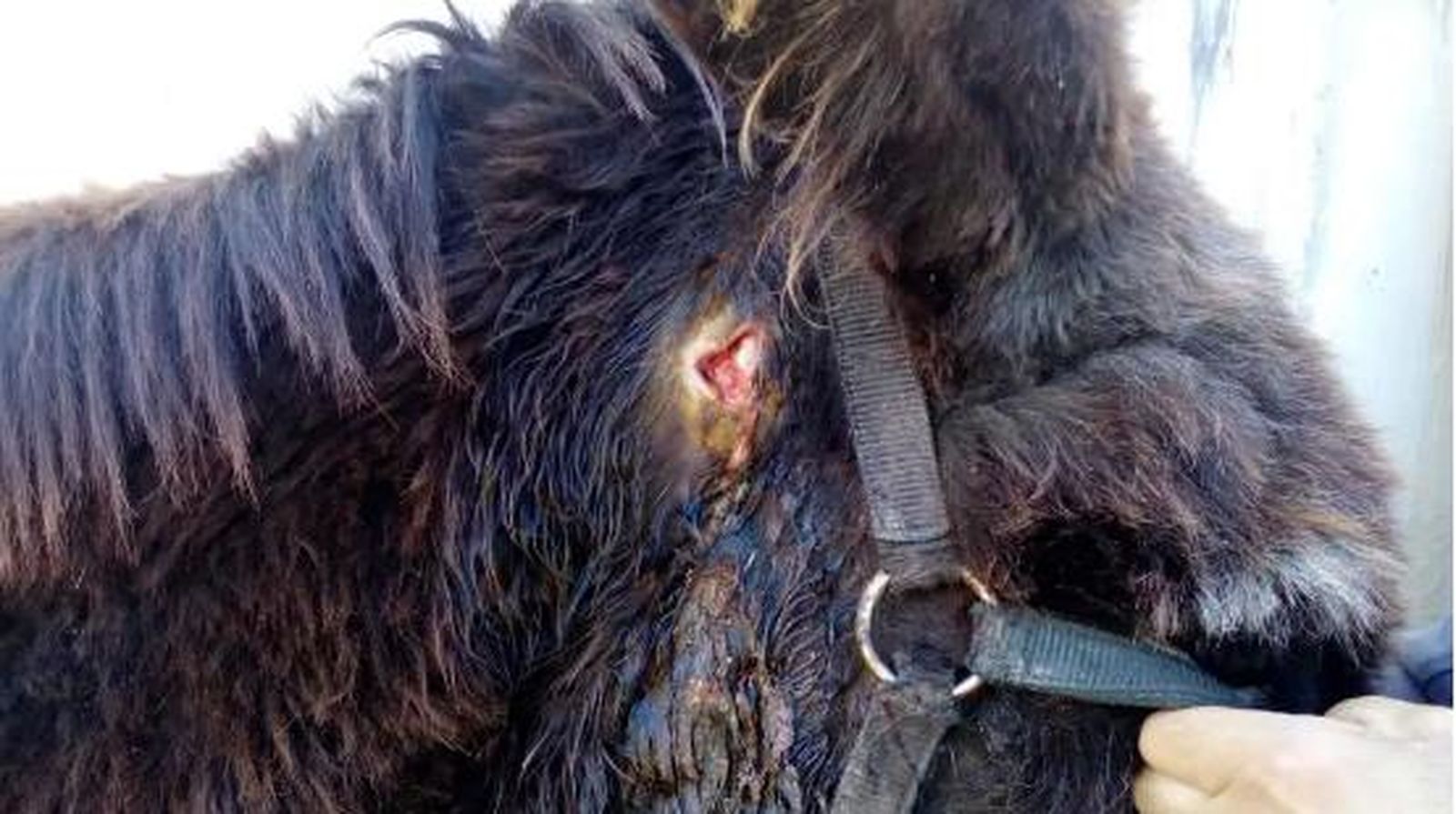 El animal herido por las flechas