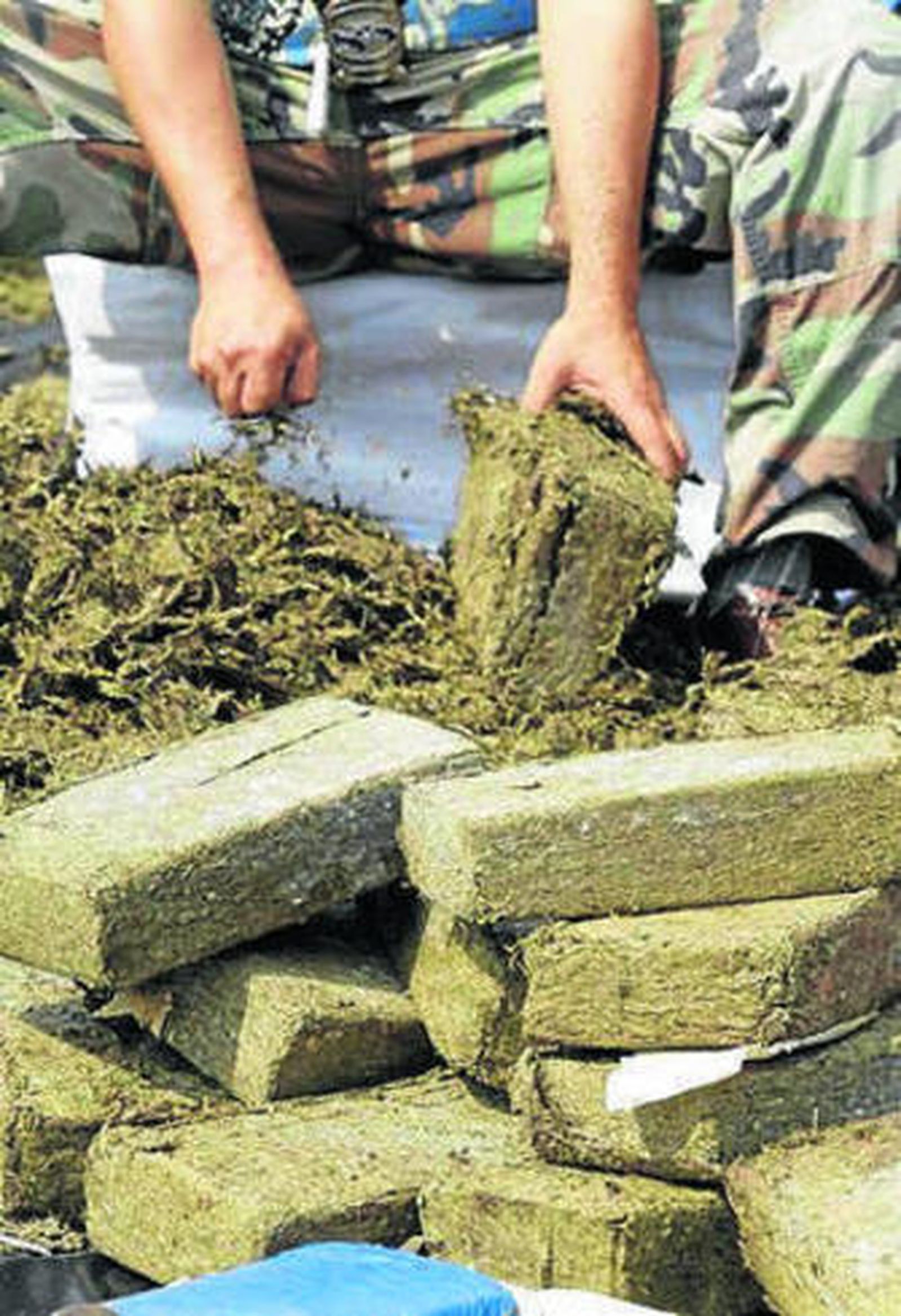 Un agente destruye hachís.