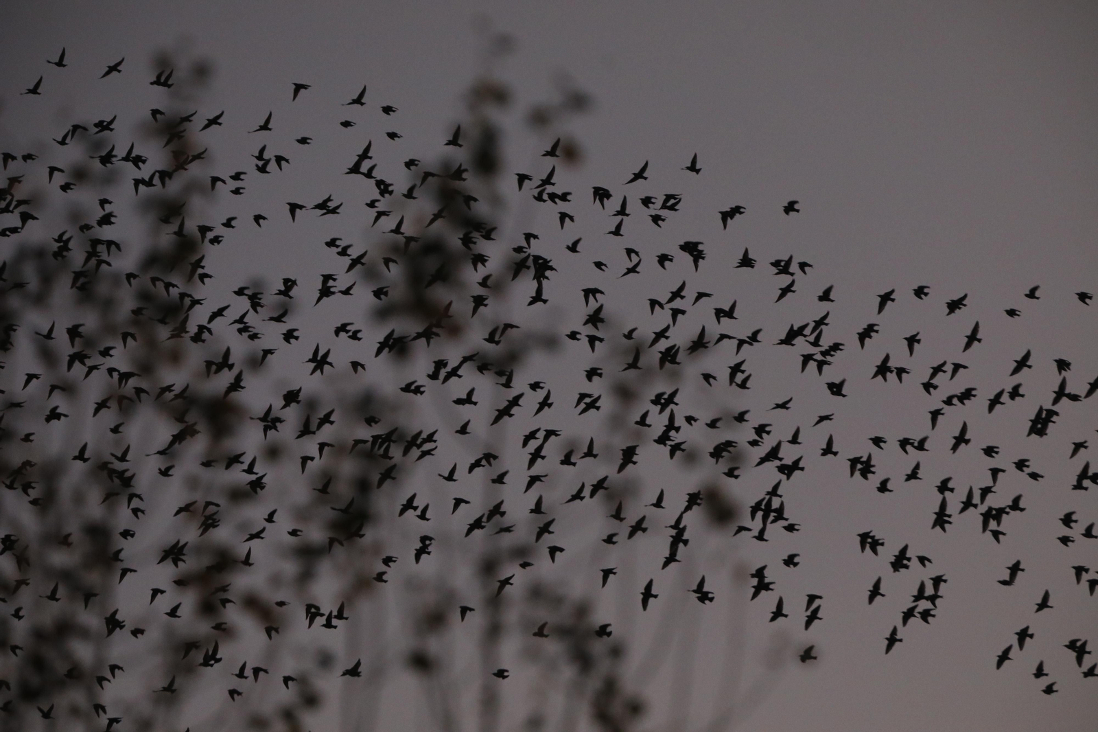 Las aves que habitan en Los Sotos de la Albolafia de Córdoba, en fotografías