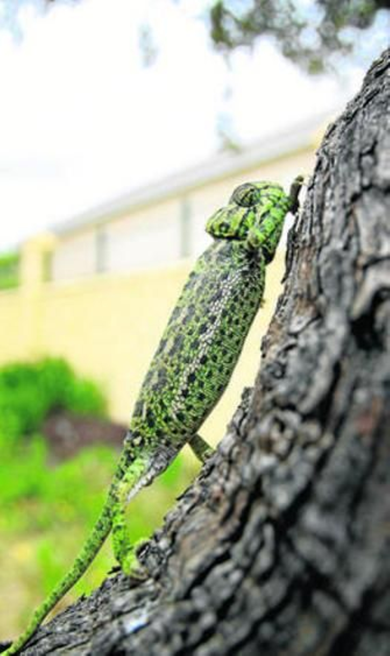 Camaleón recuperado en el Centro Zoosanitario de Málaga.