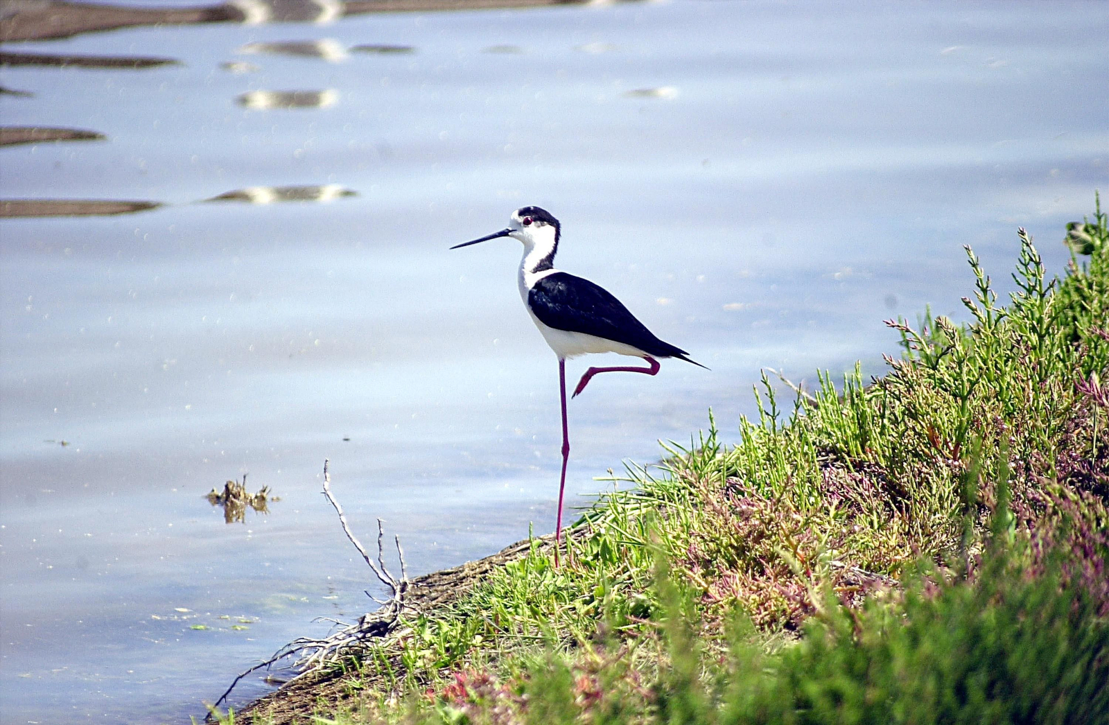Un ave en el paraíso de Doñana.