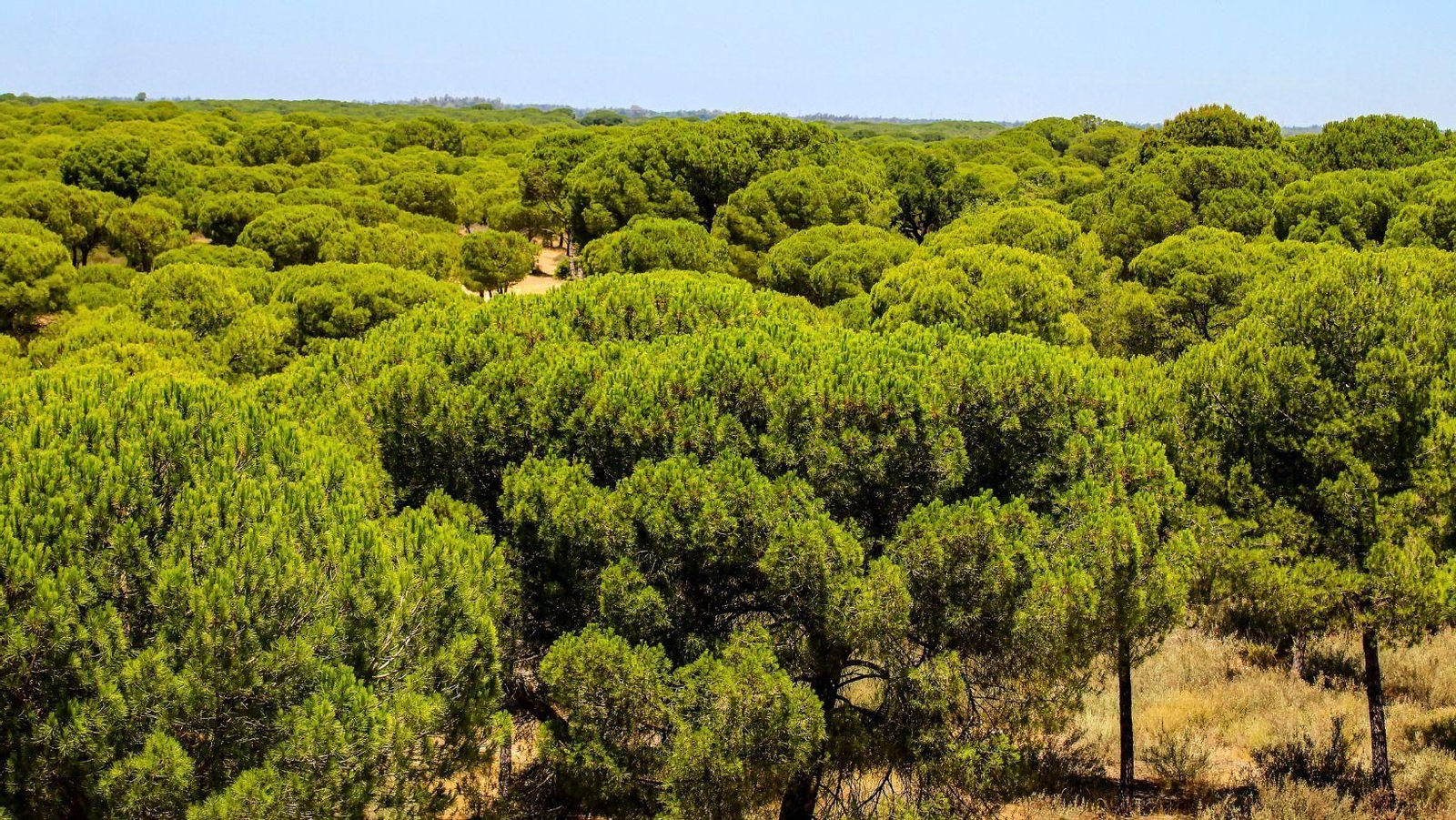 Este paisaje de Huelva, uno de los más bonitos de España para disfrutar los colores de la primavera
