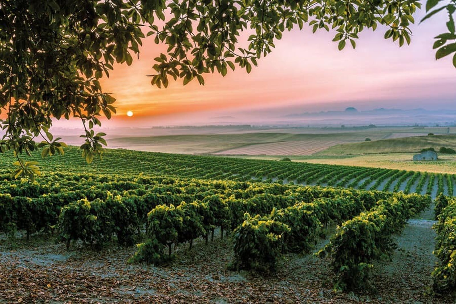 Imagen idílica de un viñedo del Marco de Jerez al atardecer.