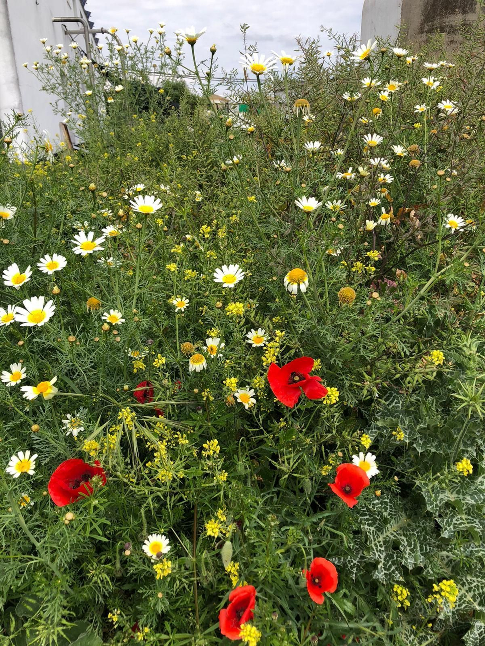 Las fotografías de la primavera en la Campiña de Córdoba
