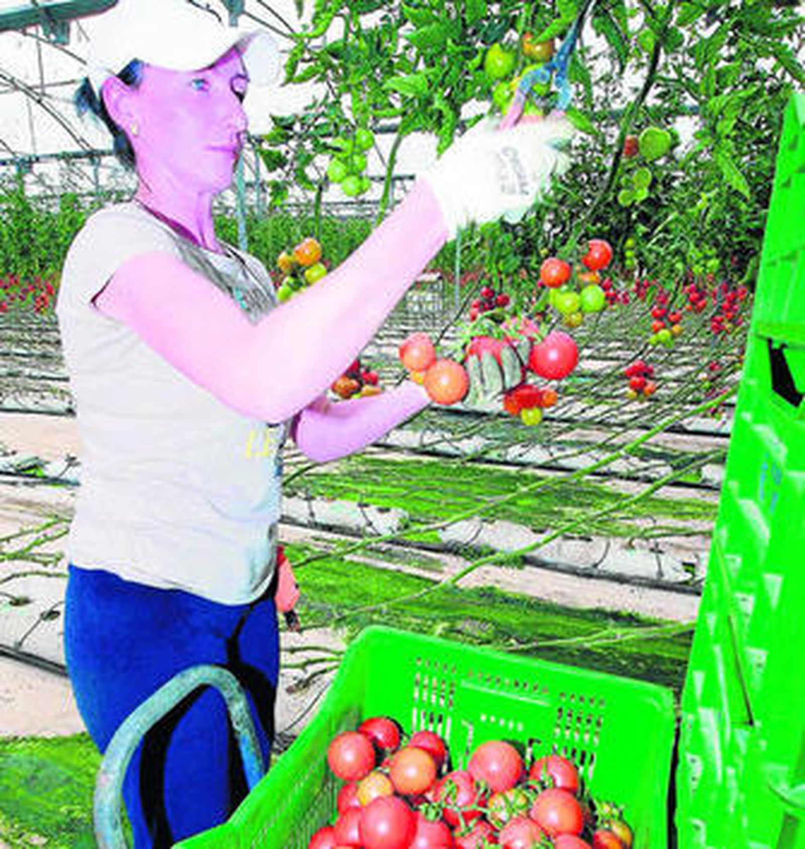 Recogida de tomates en un invernadero de Almería.