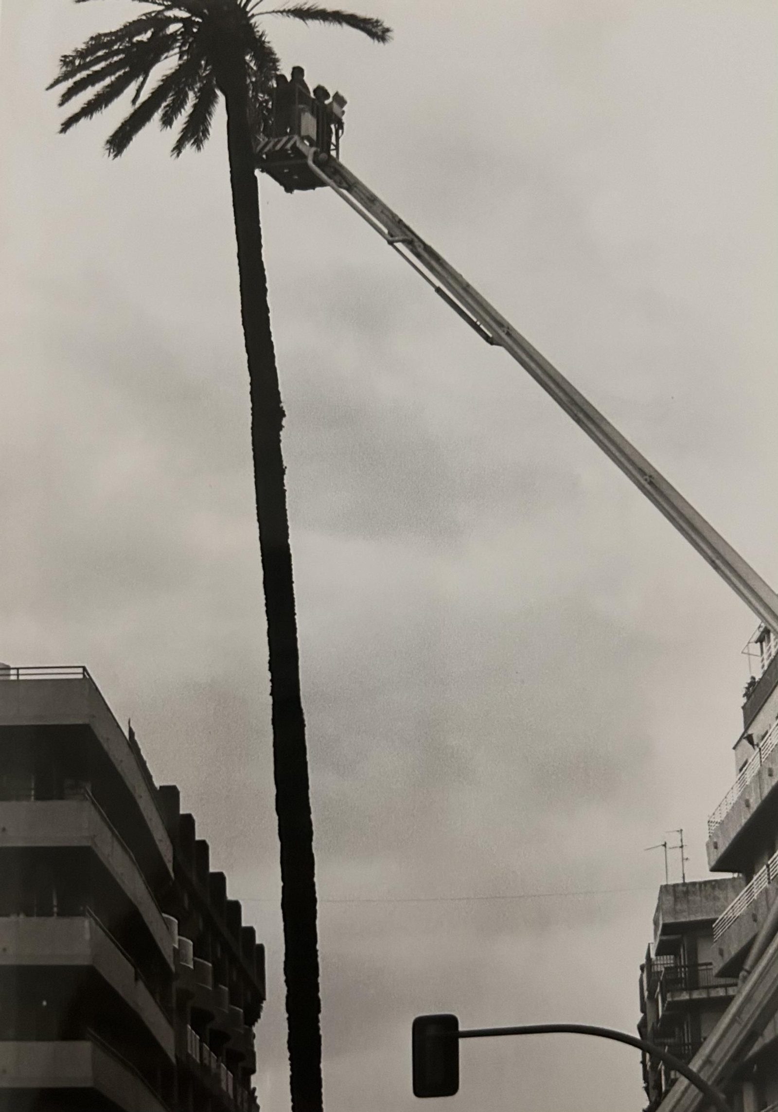 Intervención de urgencia en la palmera, en Plaza Quintero Báez, por el temporal de enero de 1996.