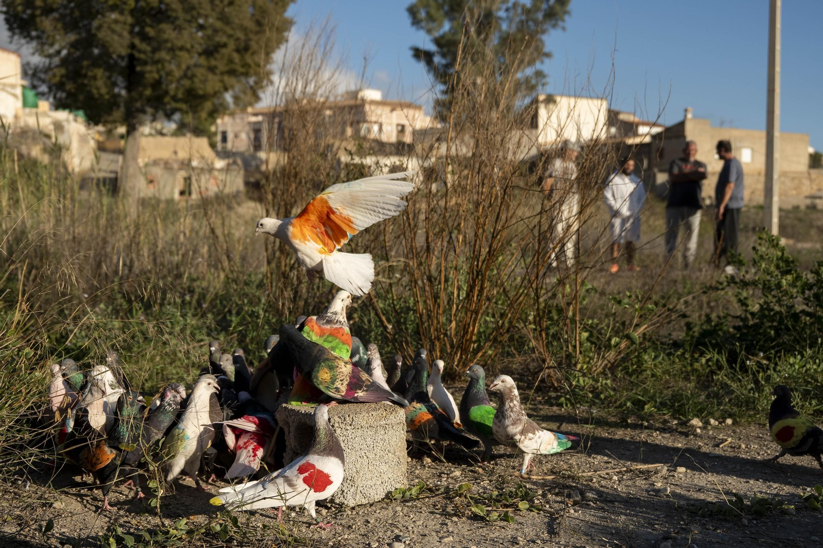 Las mejores imágenes de la suelta de palomos en la Feria de Albox