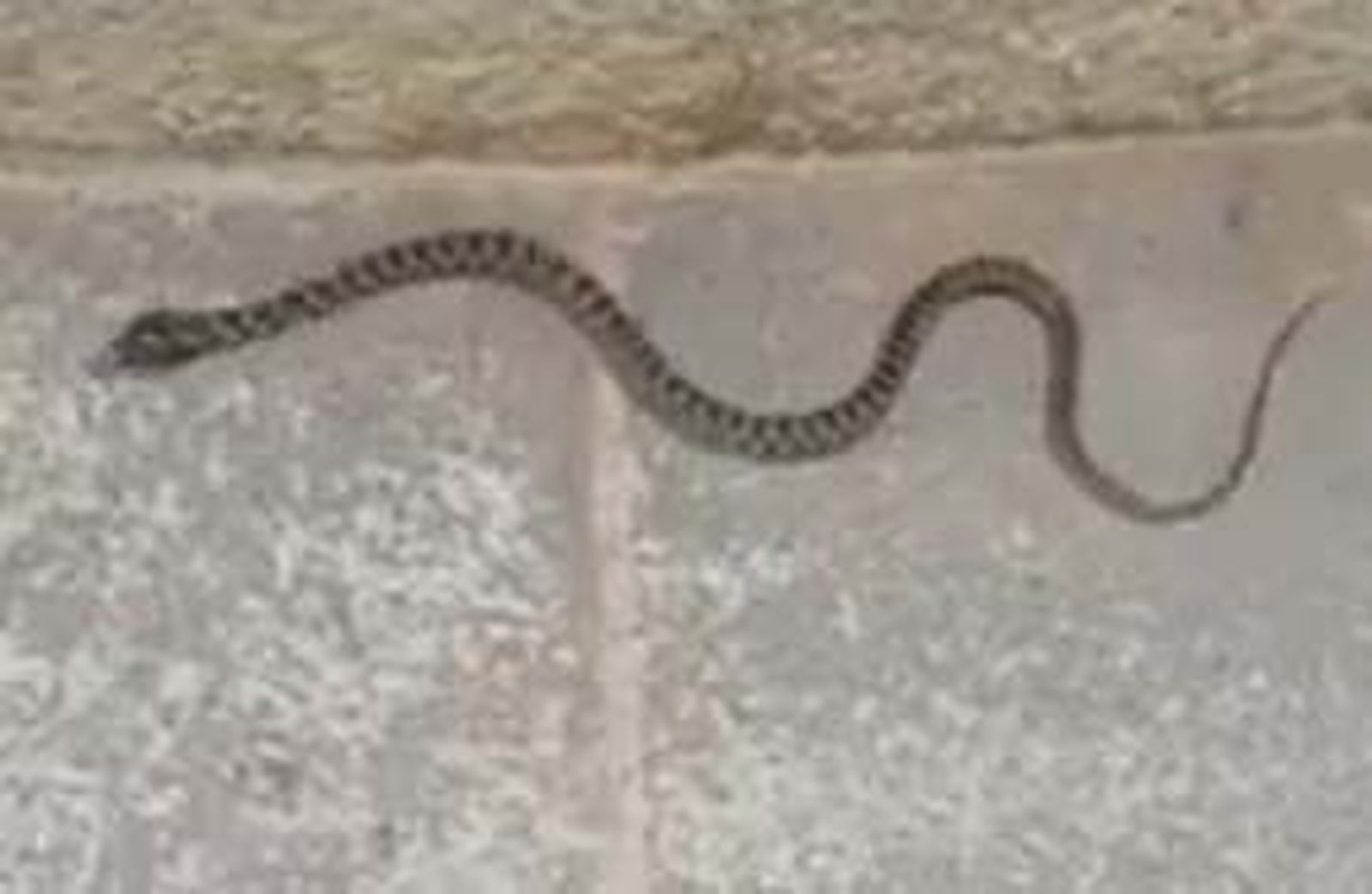 Una culebra en los Jardines de Hércules