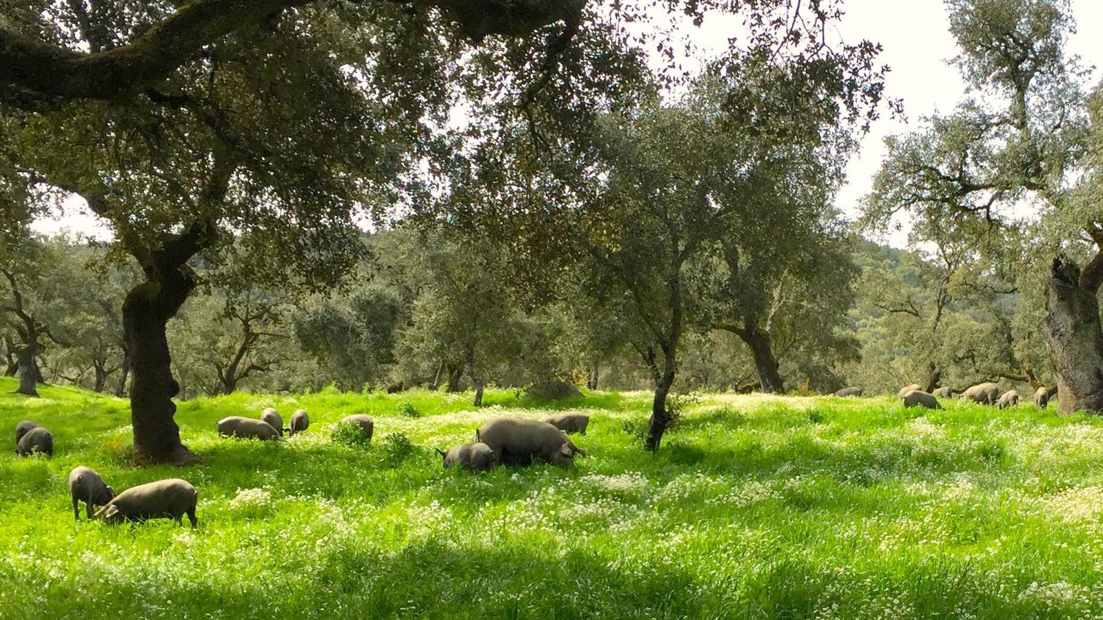 Cerdos pastando en una dehesa de la Sierra de Aracena y Picos de Aroche Cerdos pastando en una dehesa de la Sierra de Aracena y Picos de Aroche