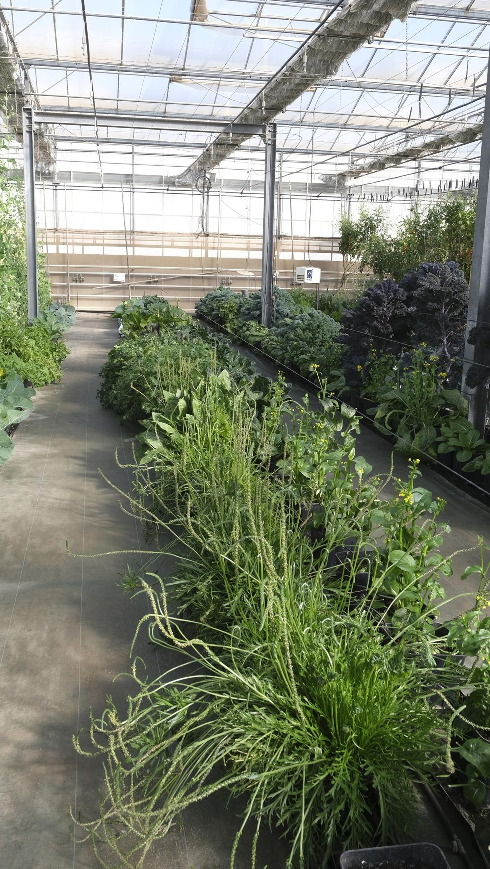 50 años de la Estación Experimental Cajamar-Las Palmerillas, en fotos