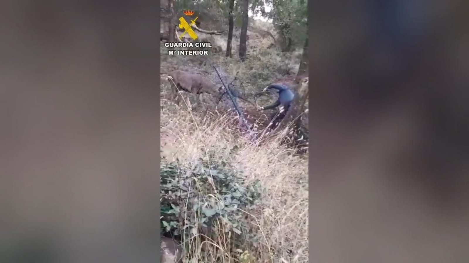 Liberado un ciervo en San José del Valle que tenía la cornamenta atrapada en una malla metálica