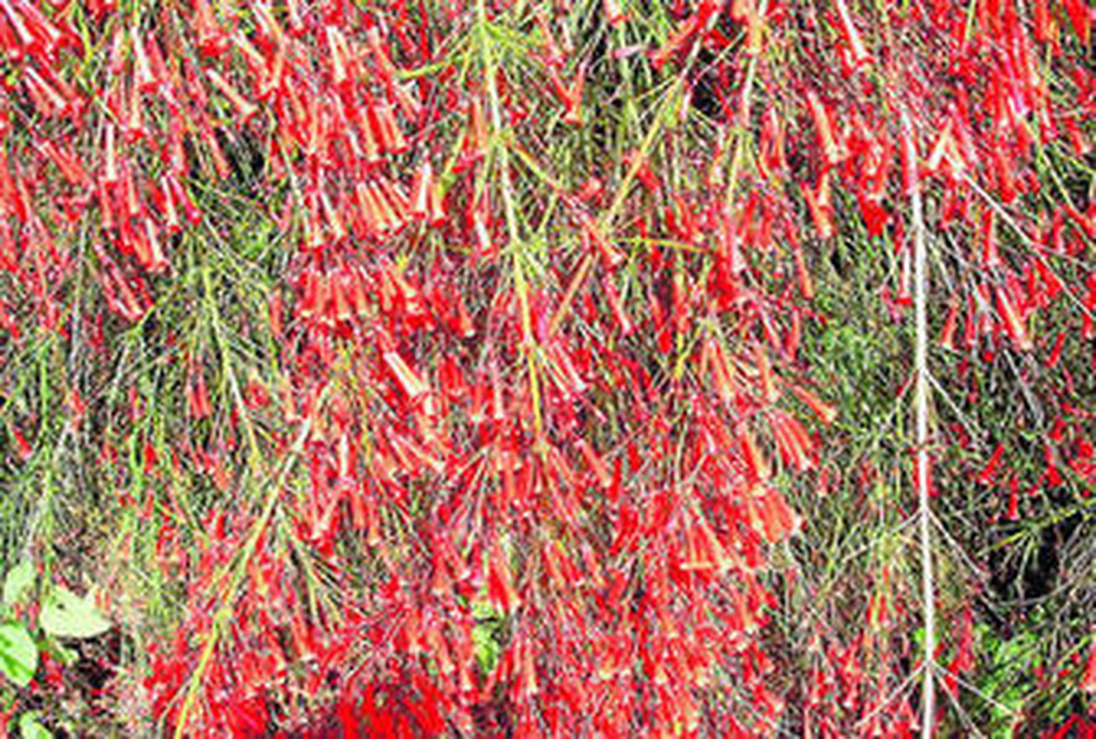 La ruselia es una planta mexicana de hoja perenne que se conoce como planta del coral, por el color de sus flores.