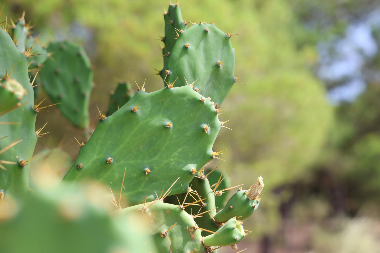 Imágenes de la diversa vegetación de las Dunas del Portil