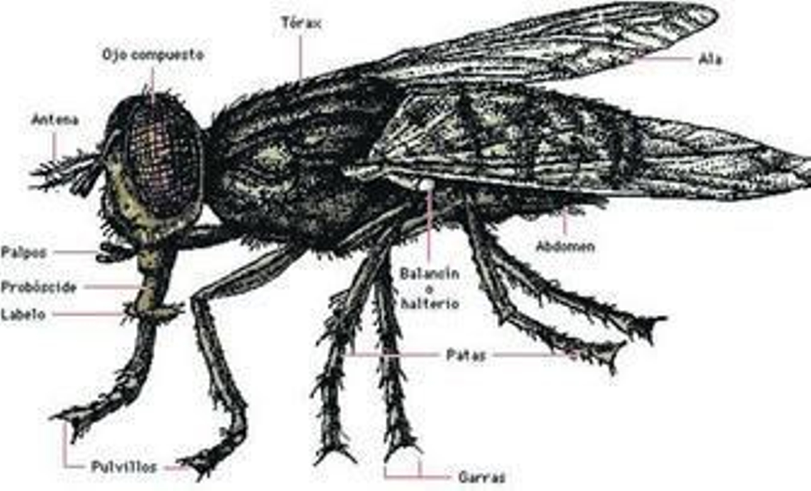 Partes del cuerpo de una mosca común.