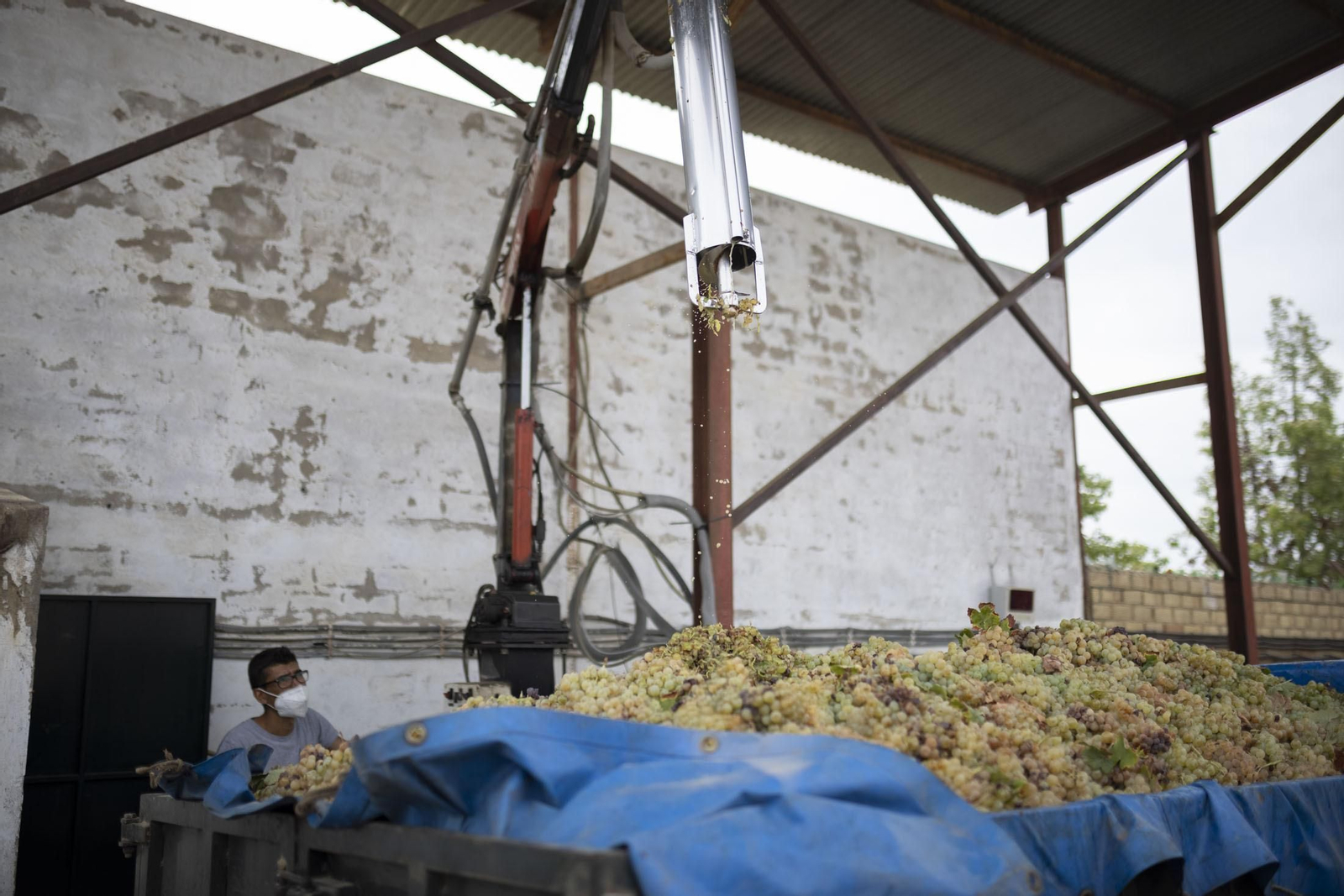 Imágenes de la vendimia en el Condado de Huelva