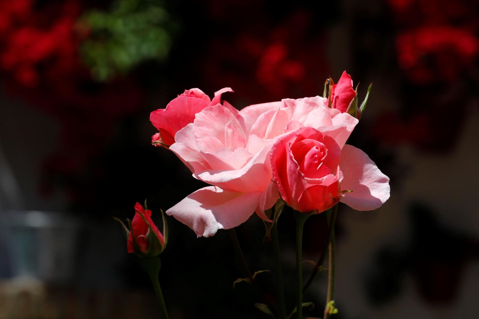 Un recorrido en imágenes por los patios de la ruta Regina-Realejo