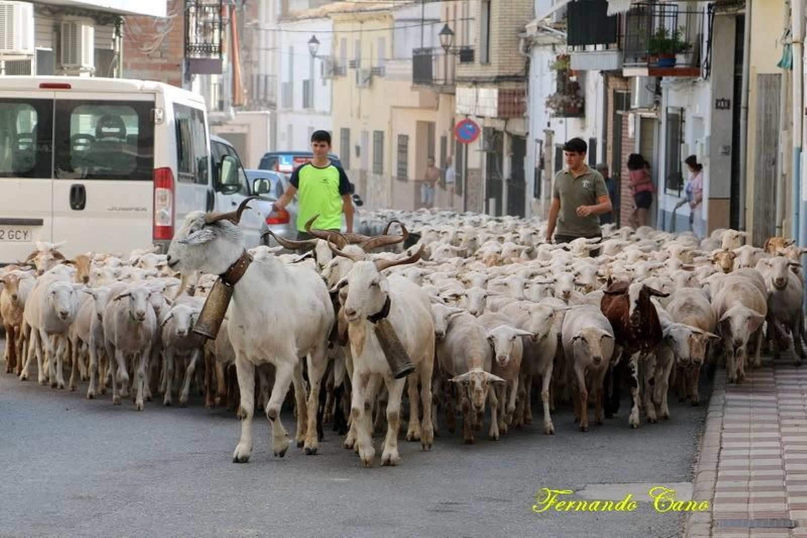 Las reses del ganadero Pablo Espinar hacen la trashumancia a su paso por Mogón.