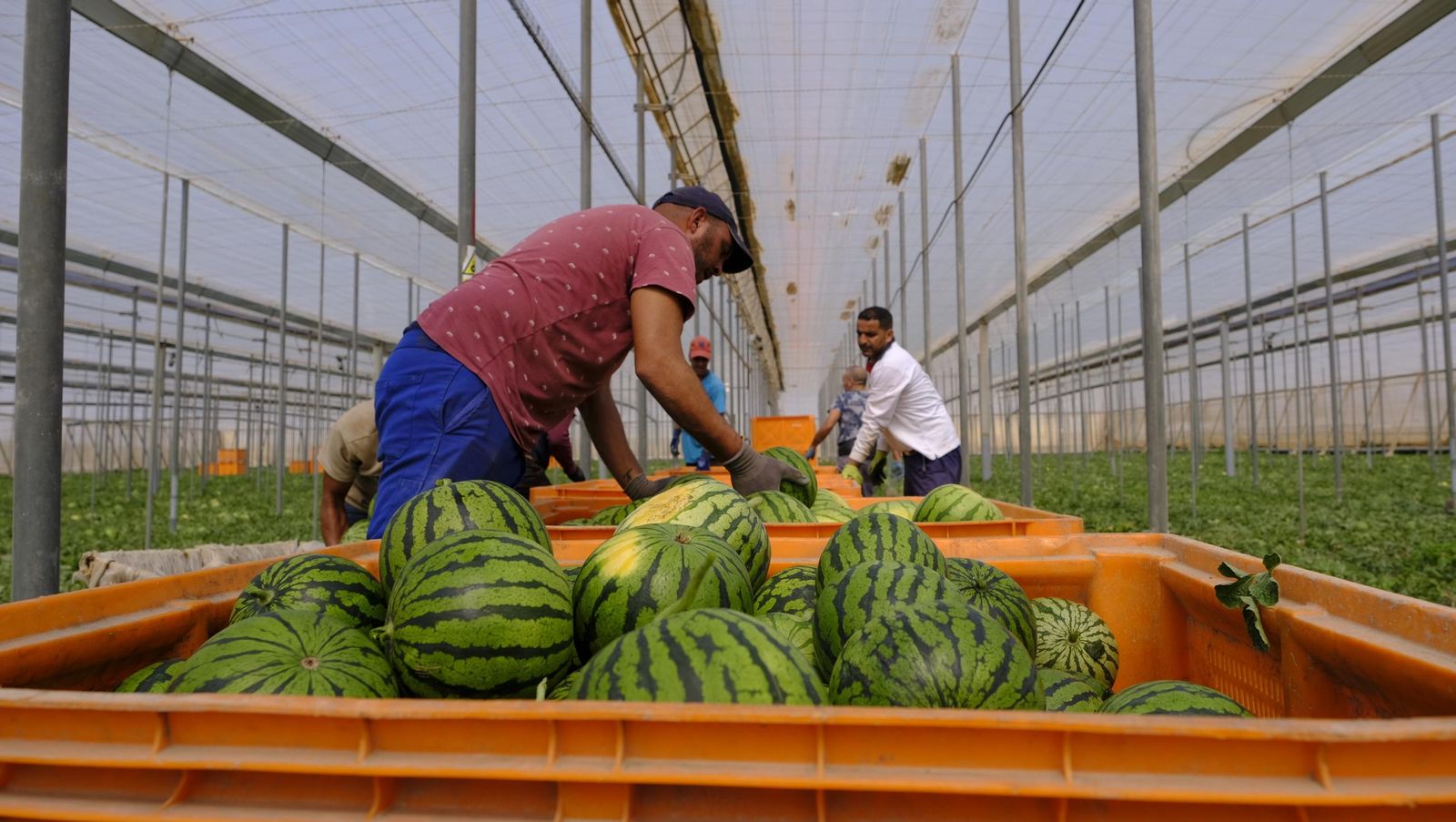 Imágenes de las primeras sandías que salen de Almería esta campaña