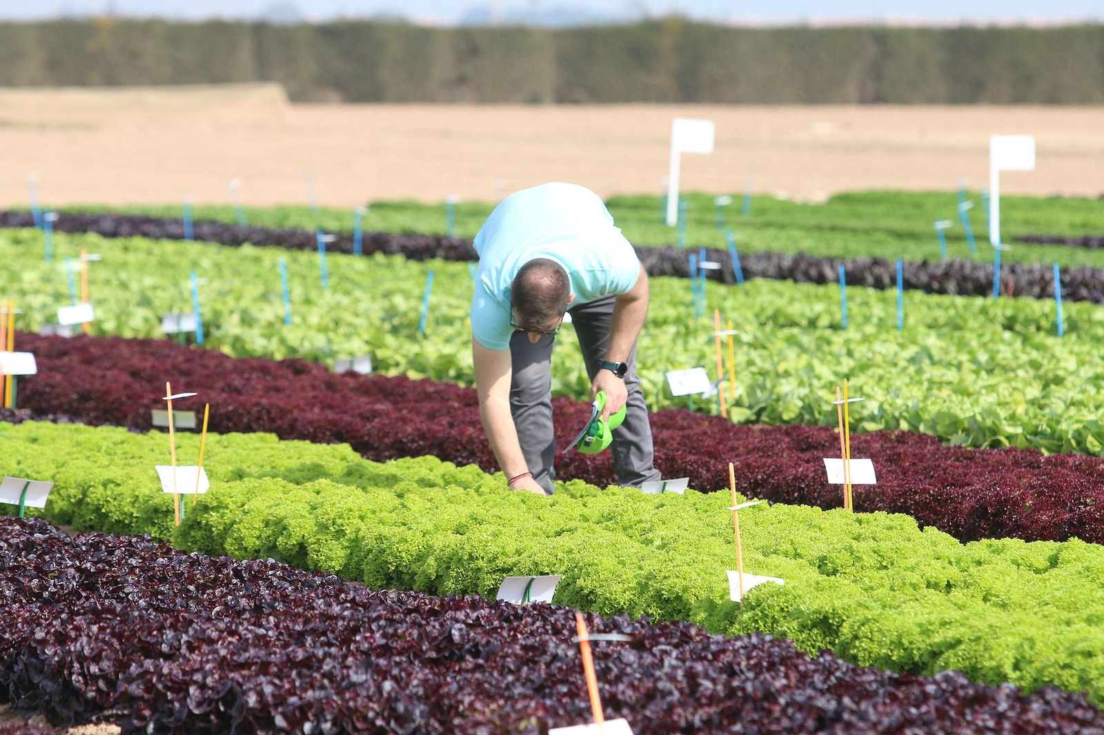 Fotogalería de las jornadas de puertas abiertas de Rijk Zwaan en Cartagena