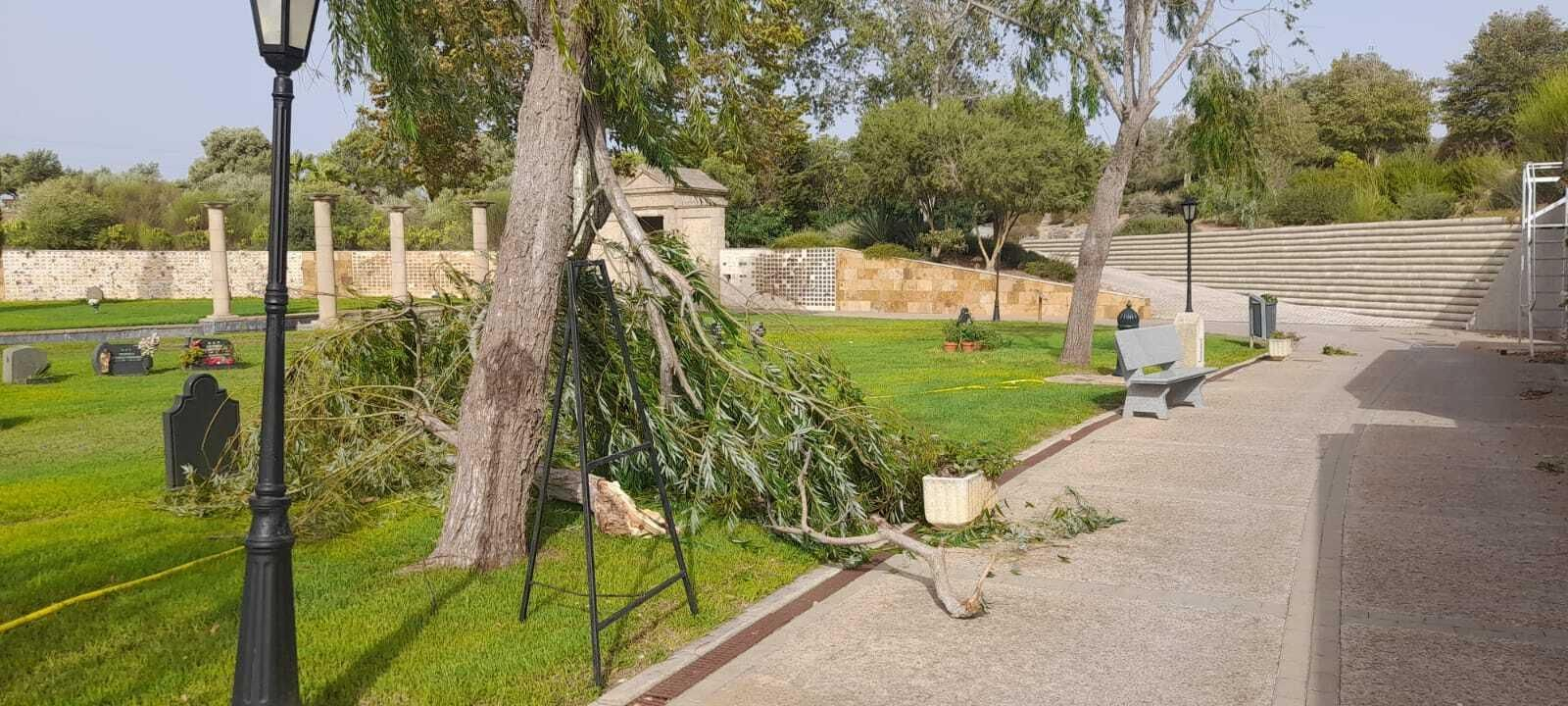 La rama rota y caída de un árbol en el Cementario Mancomunado de Chiclana.