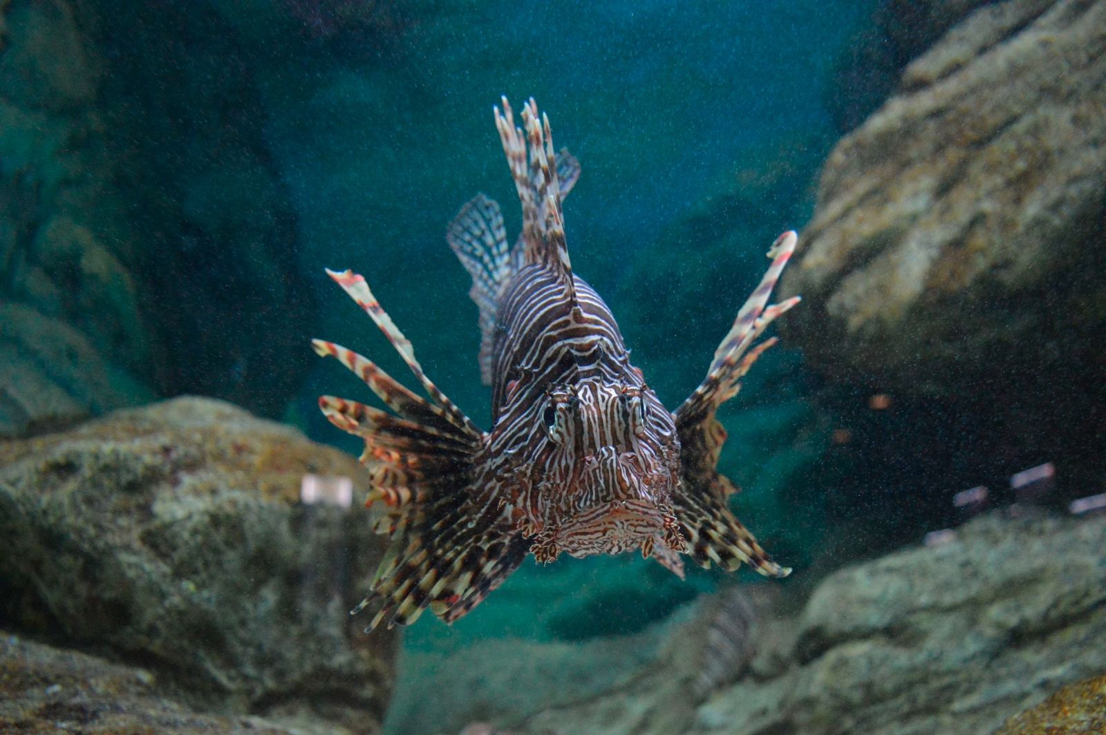 El pez león, otra de las especies que aparecen en el estudio.