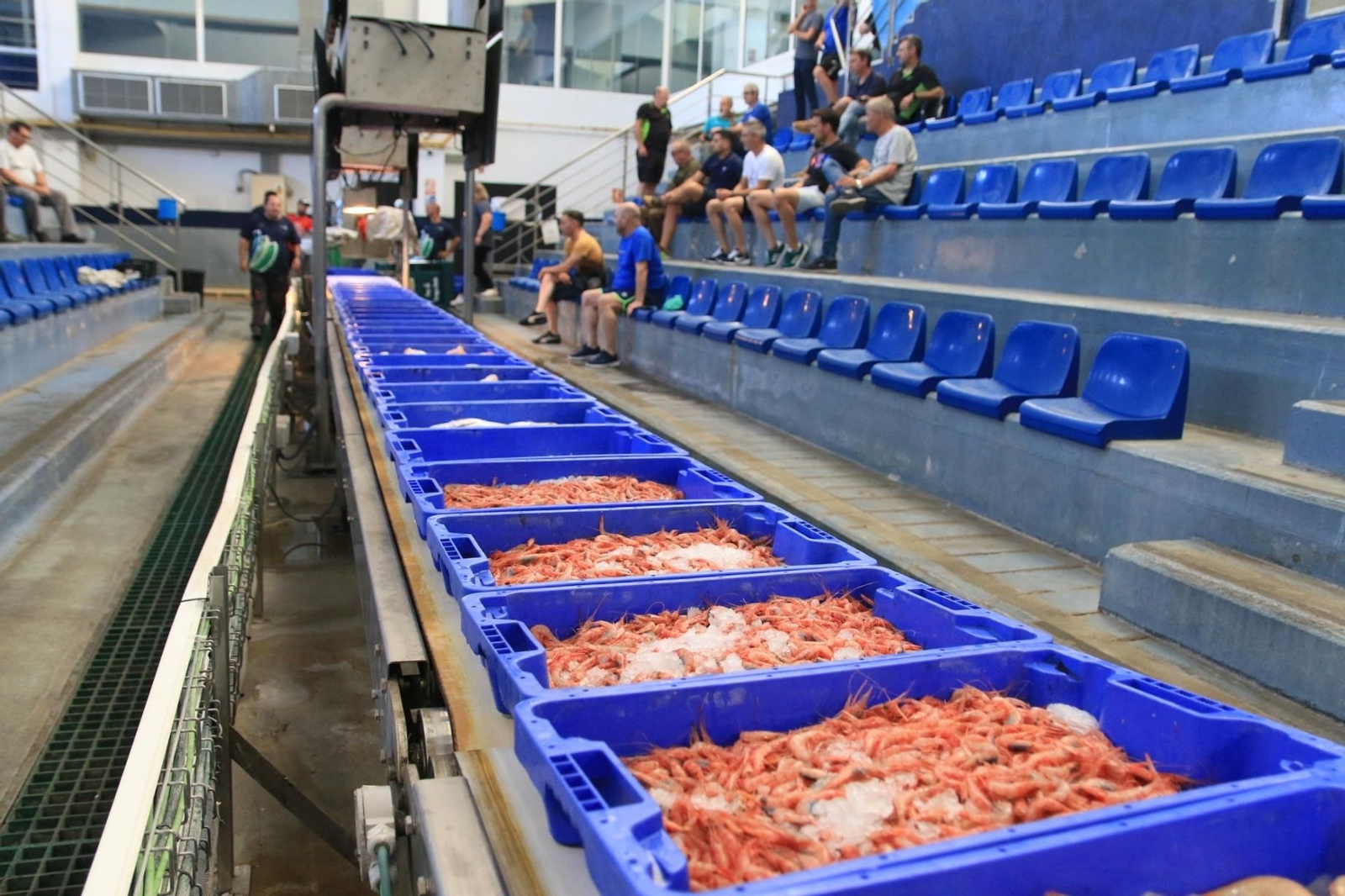 Vea cómo se descargan y se venden en la lonja la Gamba Roja de Almería