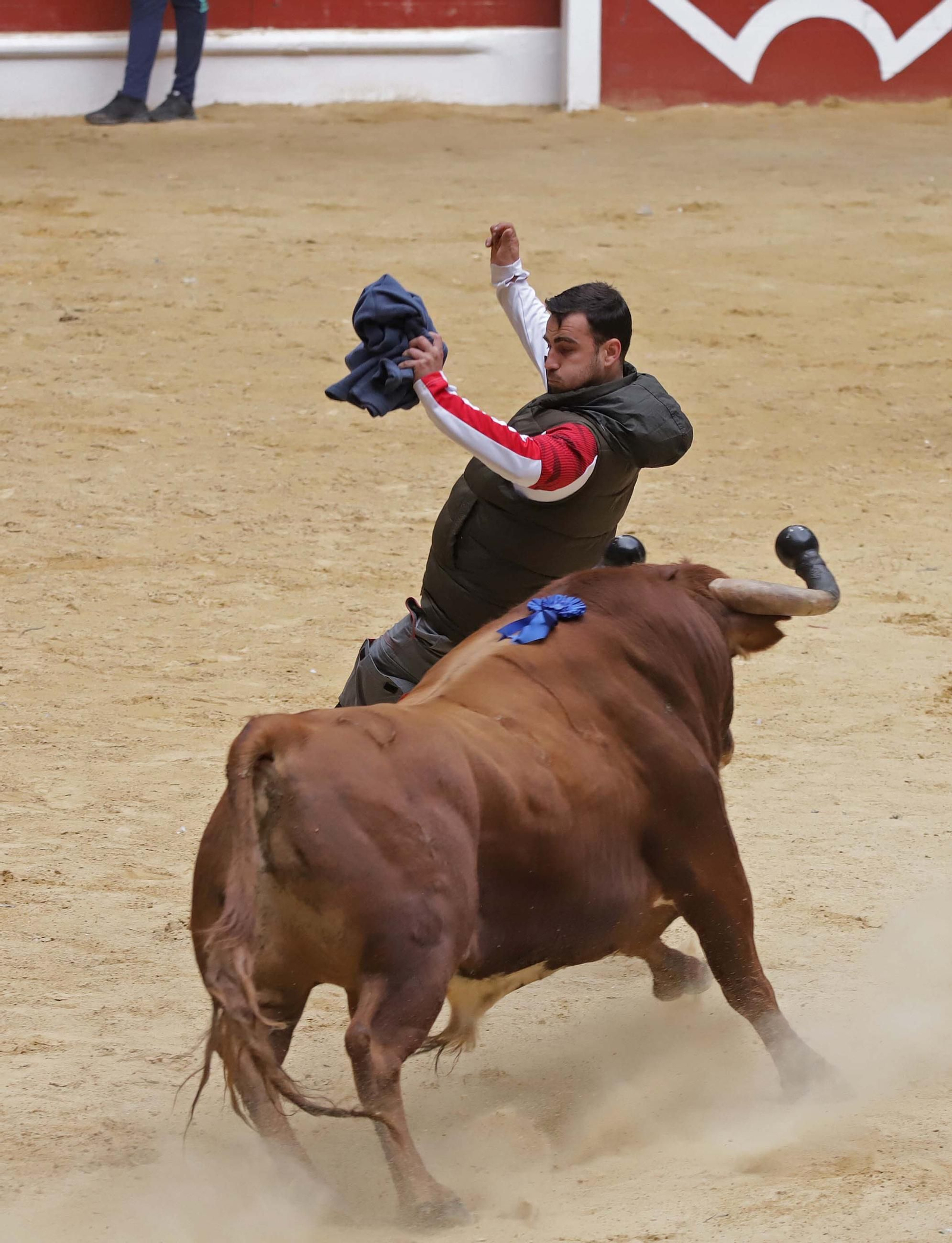 Fotos de los encierros del domingo del Toro Embolao en Los Barrios