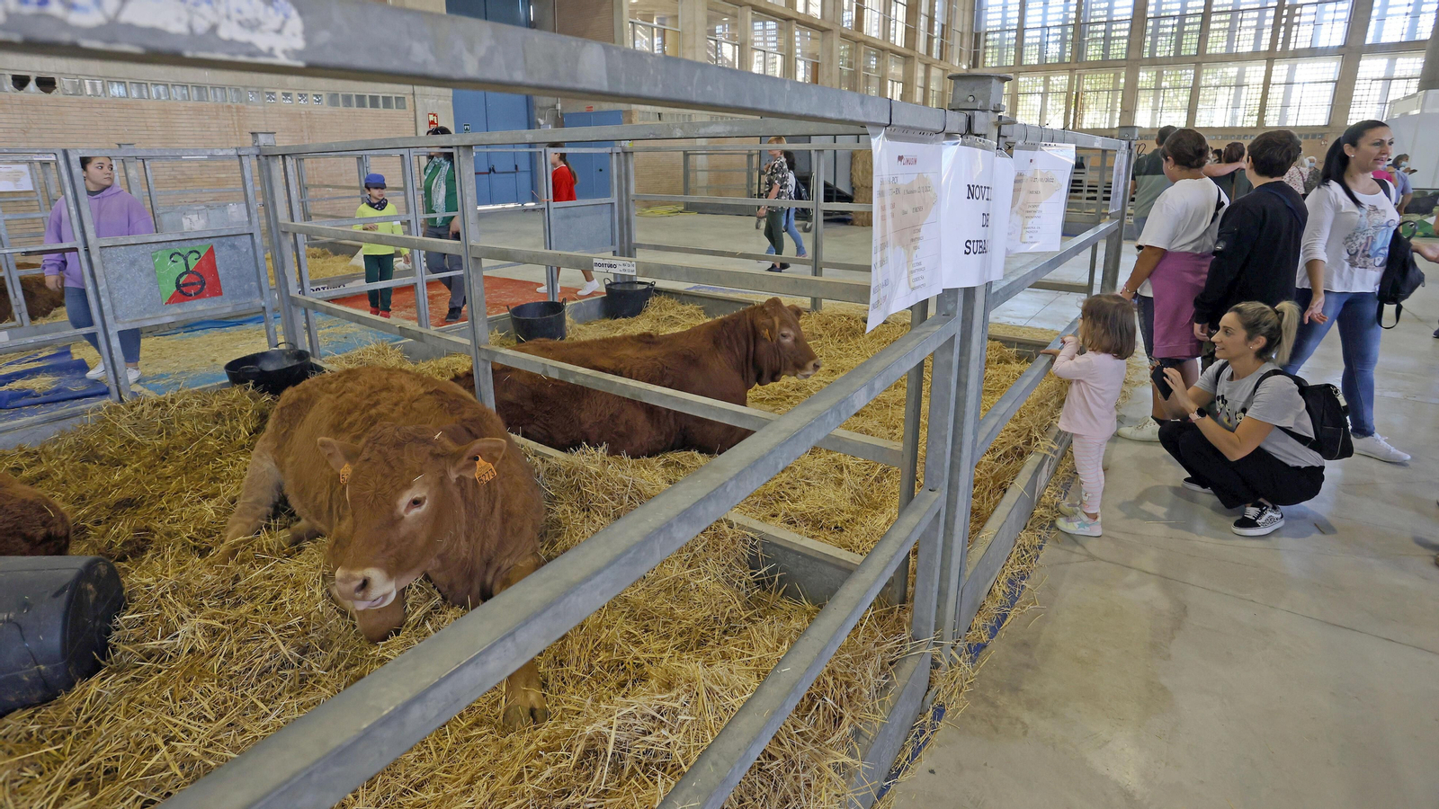 Gran afluencia de público en la clausura de Fegasur