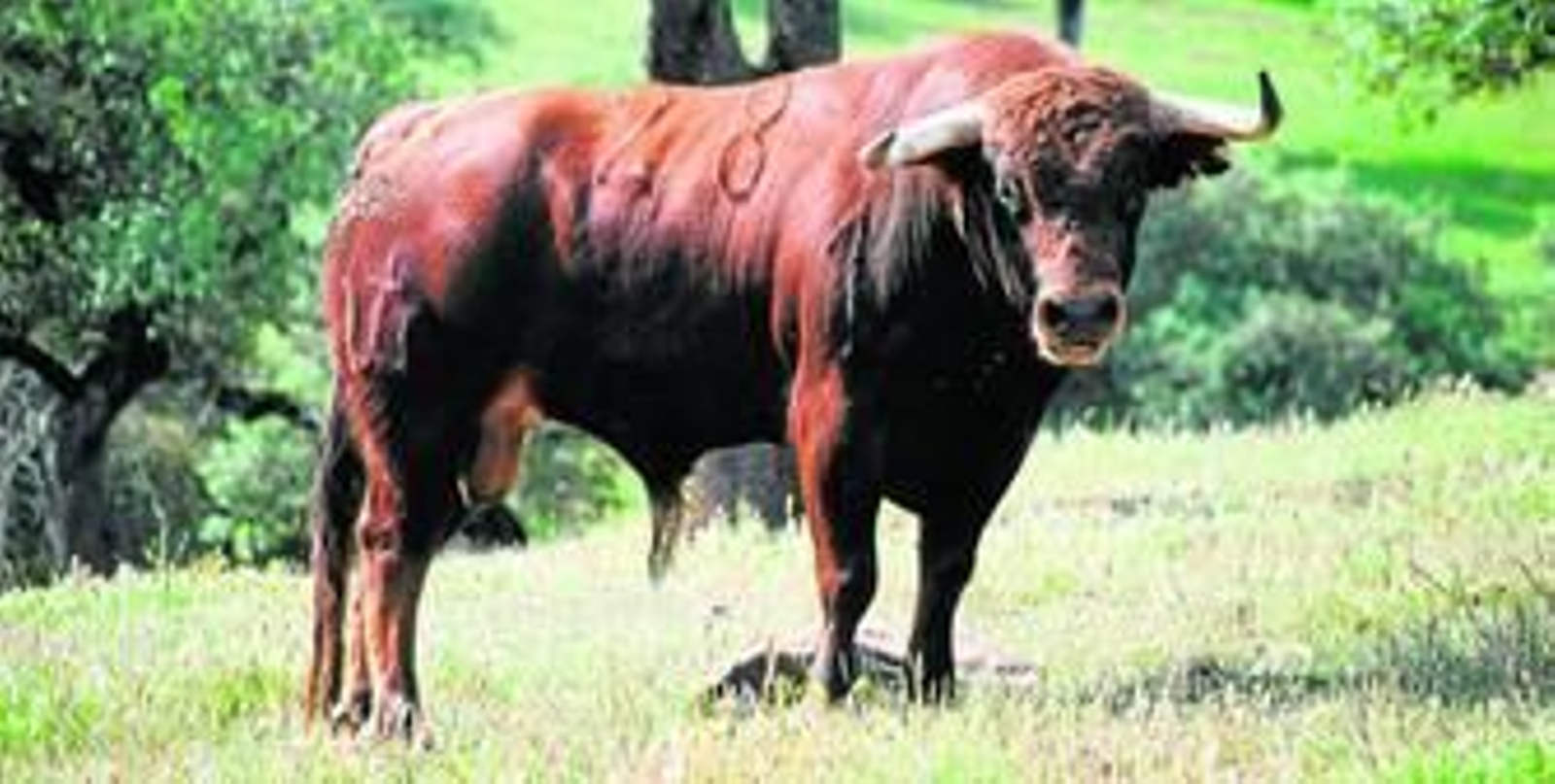 Rinconero, número 28, uno de los toros que componen el encierro con el que el ganadero onubense José Luis Pereda retorna al ruedo palermo.