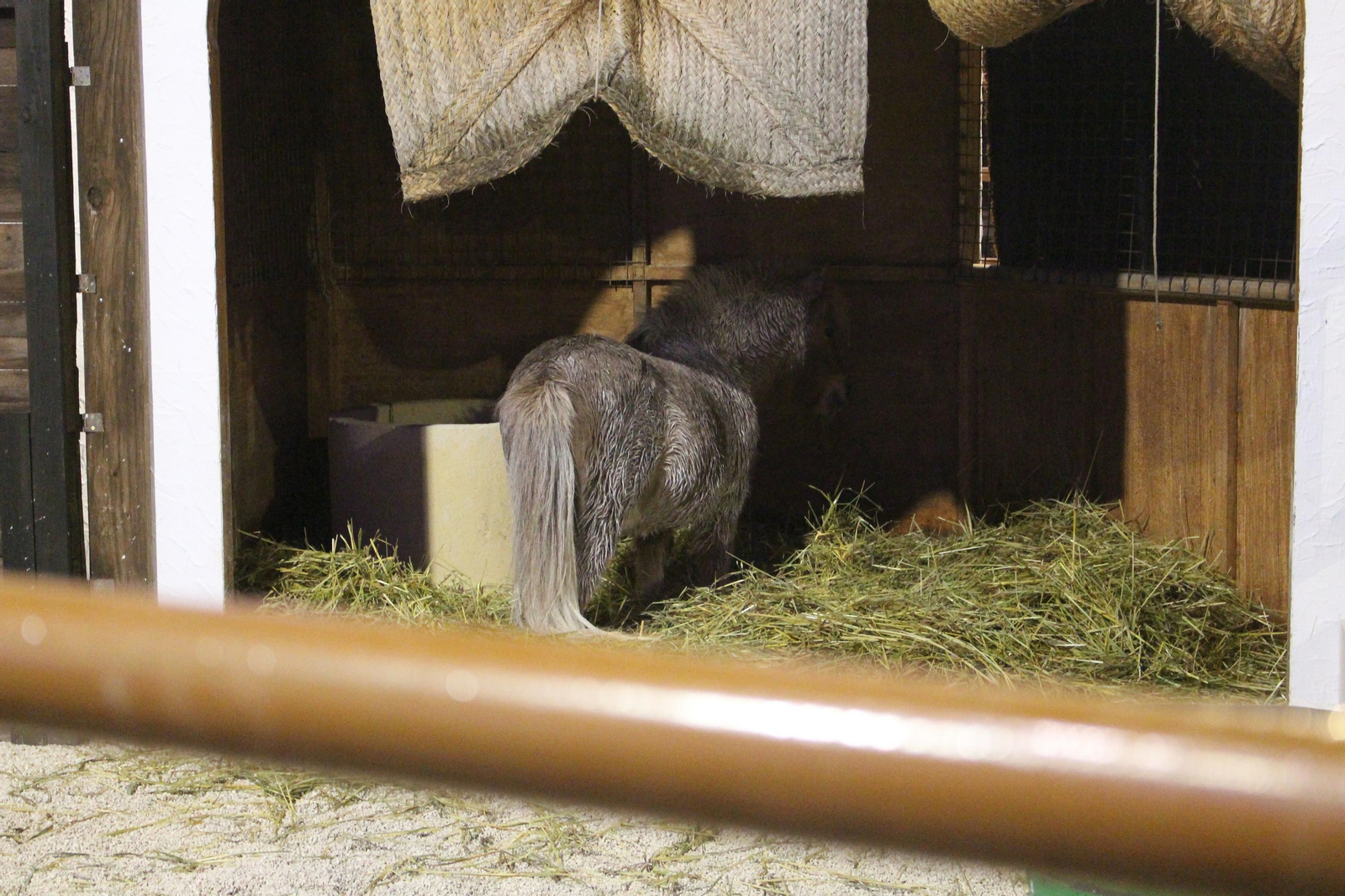 El alumbrado de Navidad de Lucena, en fotografías