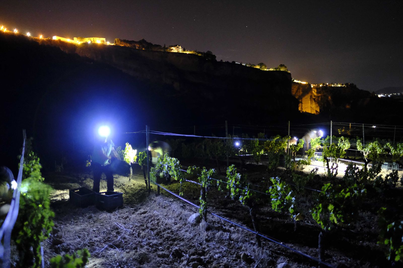 Vendimia nocturna en Ronda, en fotos