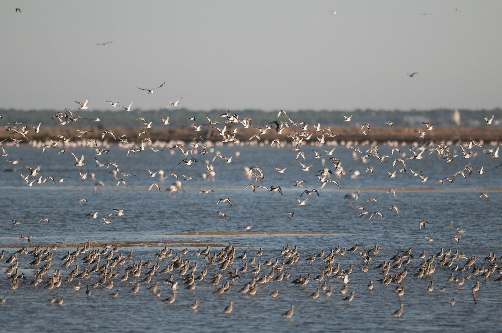 Marismas del Odiel supera a Doñana como principal área de reproducción de aves acuáticas.