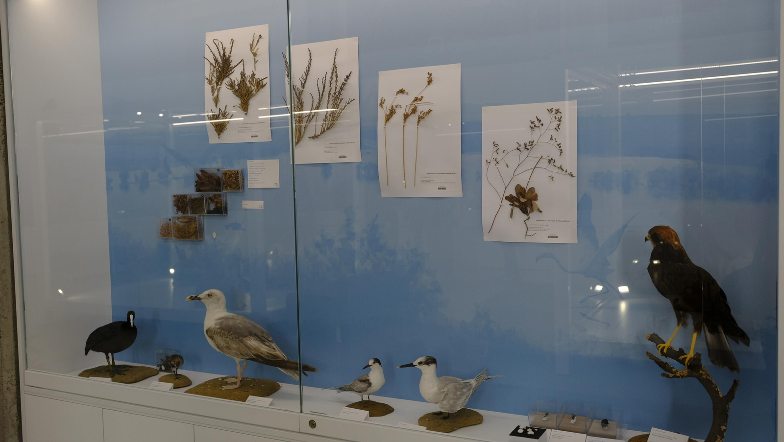 Descubre en estas fotos las maravillas que esconde el Pabellón de Historia Natural de la UAL