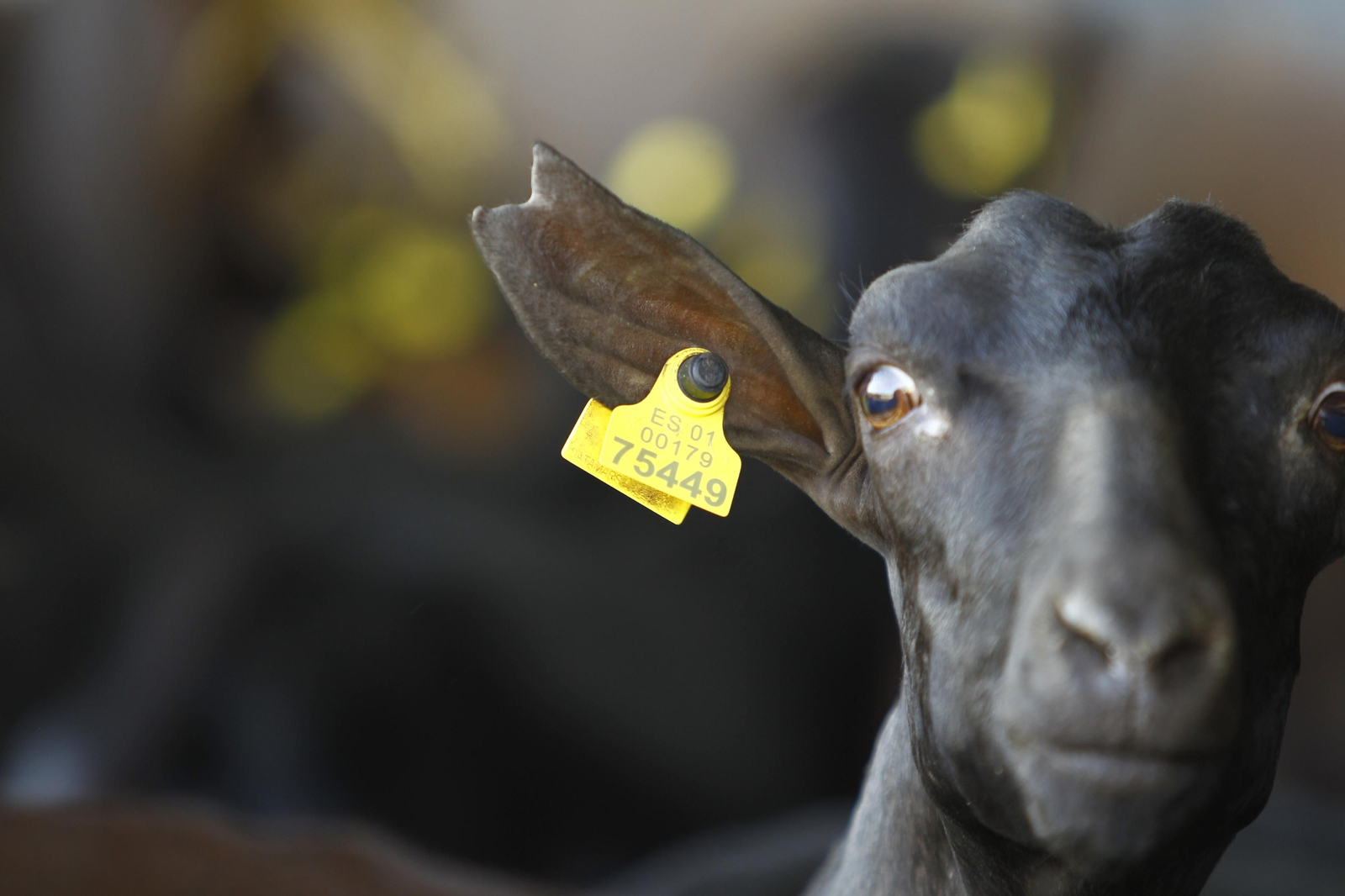 Cati Guirao, una ganadera hecha a sí misma, en imágenes