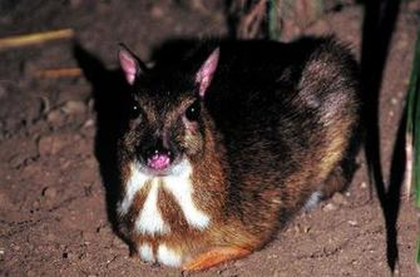 El grupo senegalés Sico Bana muestra danzas y músicas africanas.
