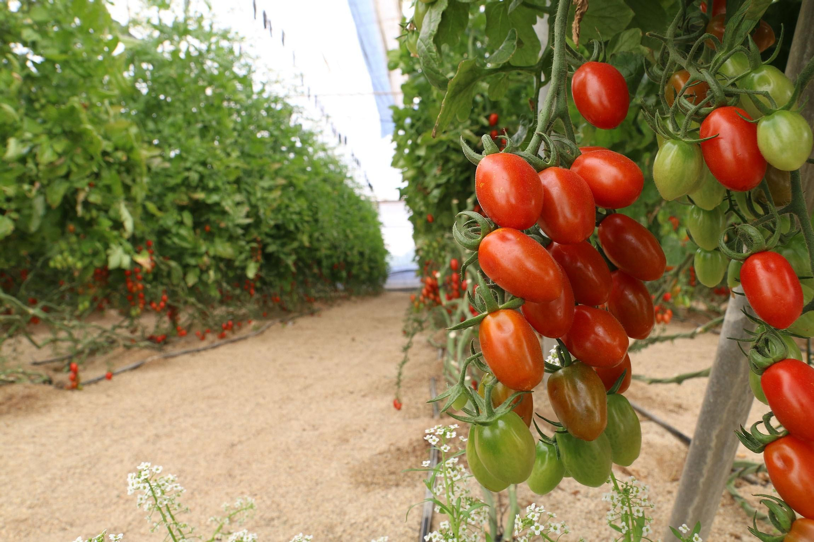 Fotogalería de la presentación de Plataforma Tierra, de Cajamar e IBM