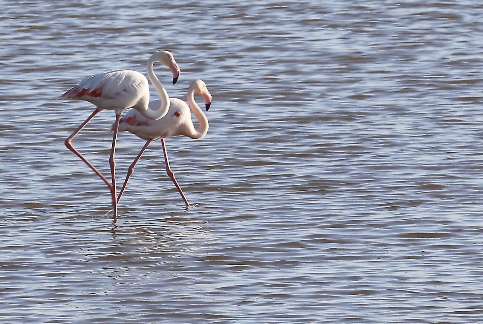 Paraje natural Marismas del Odiel, paraíso de Huelva entre salinas
