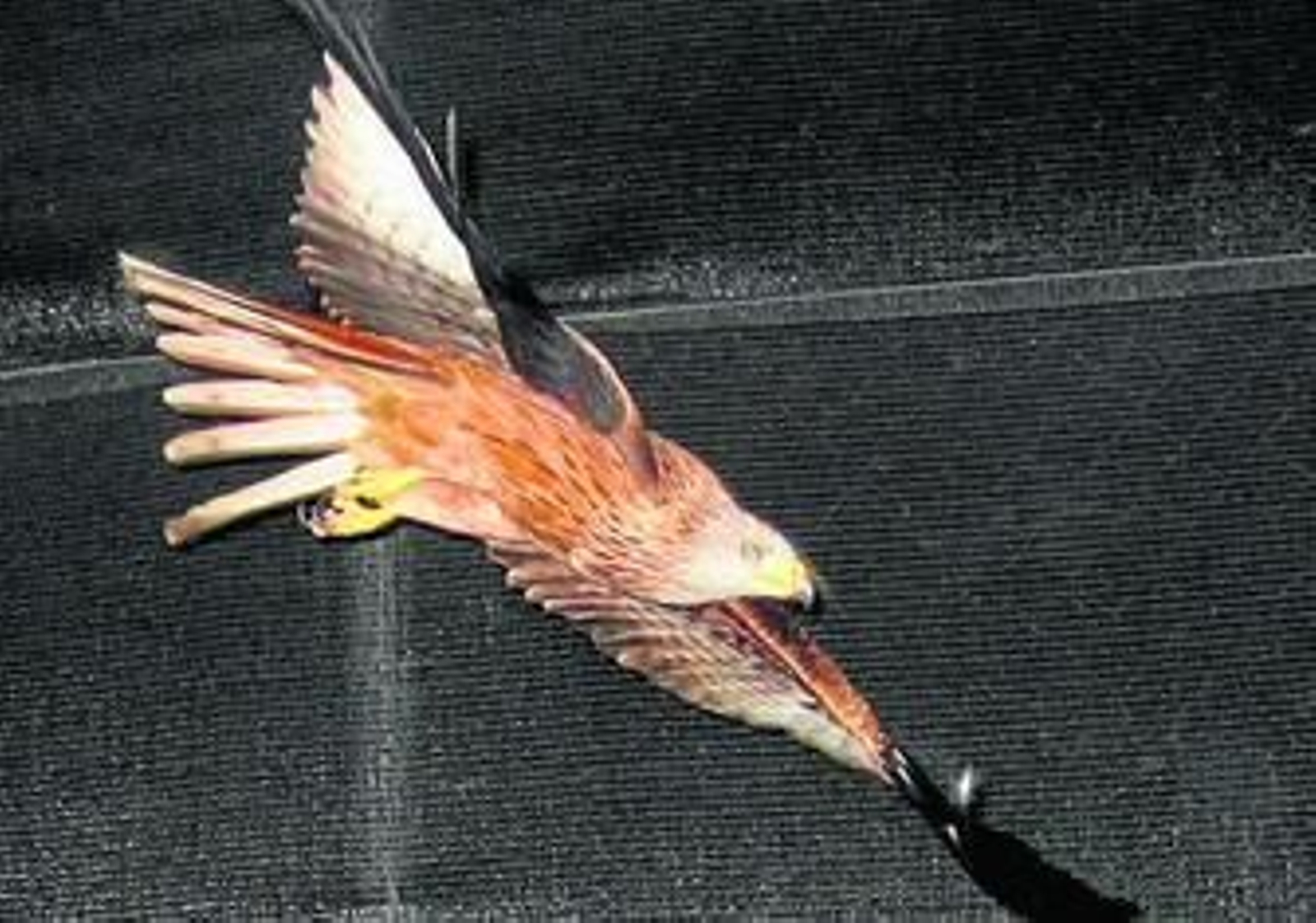 Uno de los milanos reales soltados por agentes del CREA Dunas de San Antón.