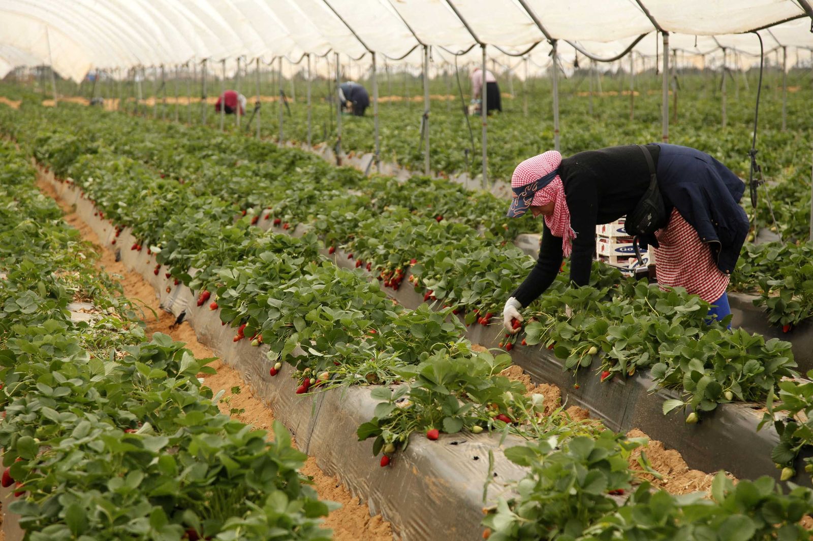 Una temporera recoge fresas en una finca onubense.