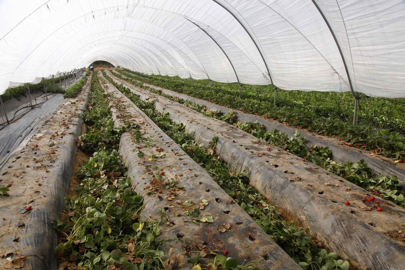 Plantación de fresa desmantelada por el abandono del cultivo.