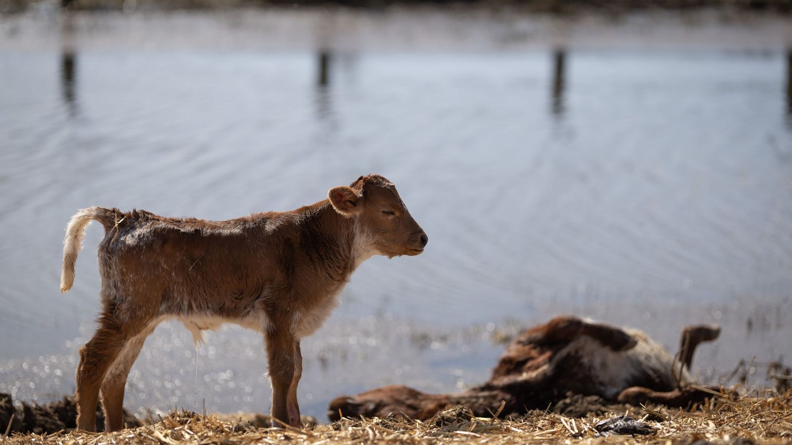 Un ternero merodea el cadáver de una vaca joven, quizá su madre, en el refugio del Muro, la plataforma elevada que sirve de dique y camino en la marisma.