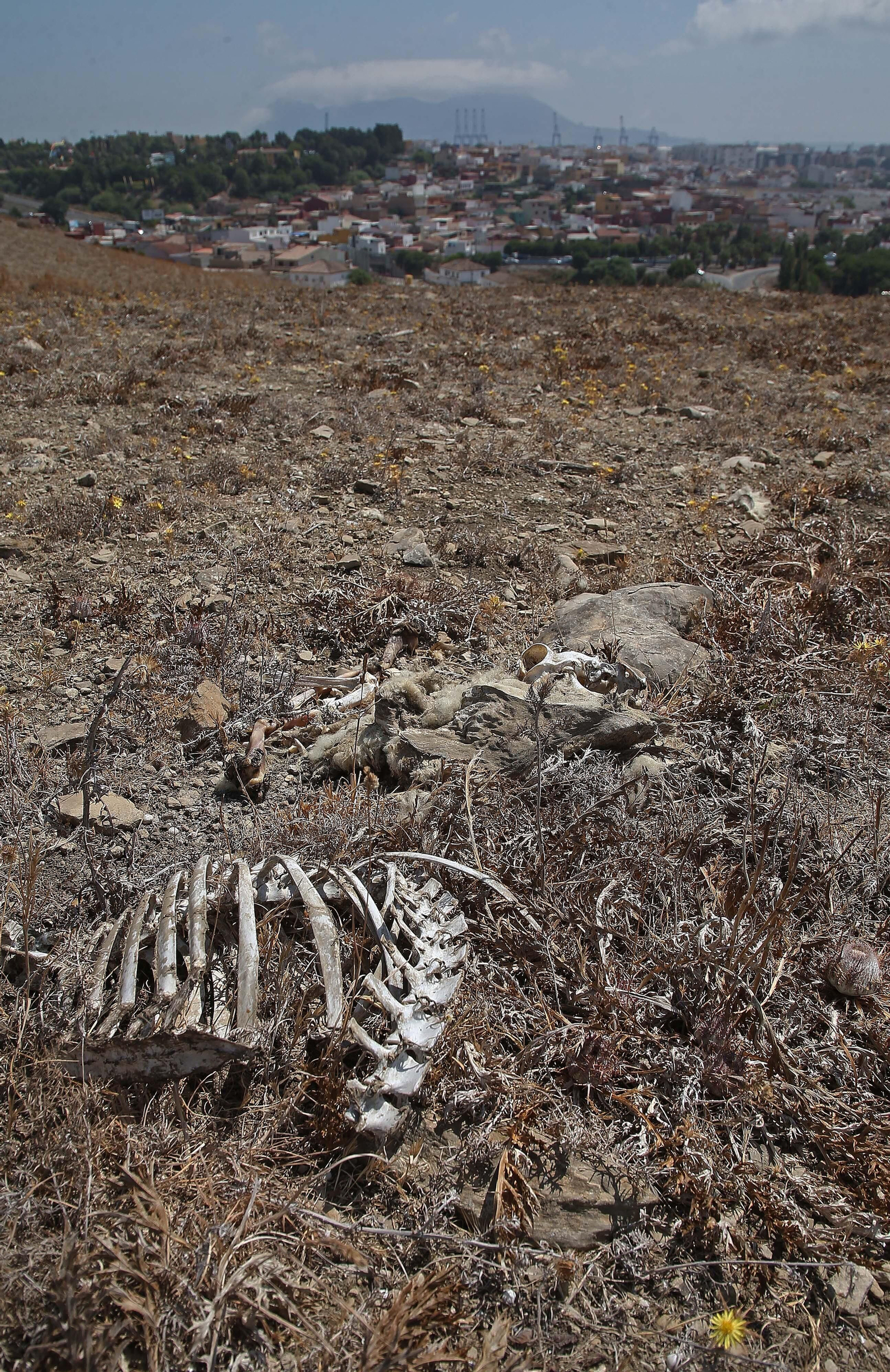 El cementerio ilegal de caballos de Algeciras, en imágenes