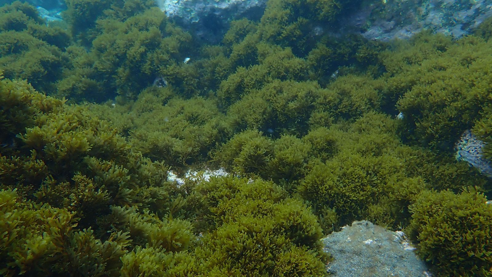 En la imagen se muestra el carácter ‘invasor’ de Rugulopteryx okamurae