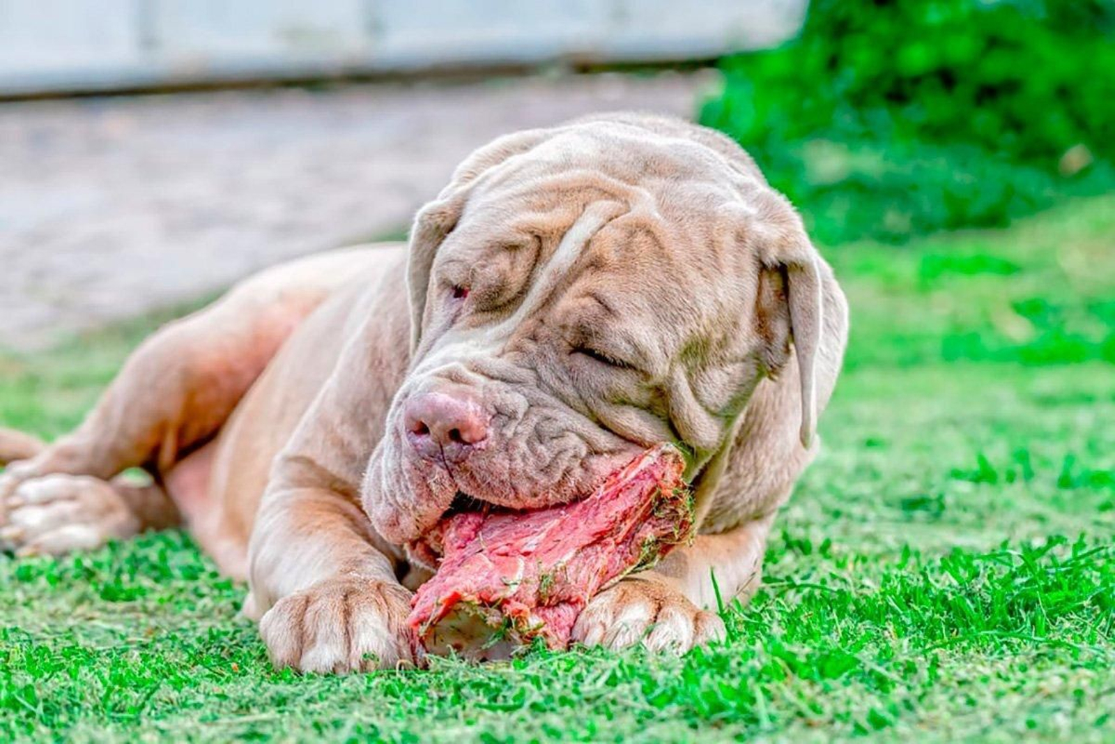 Qué es la dieta BARF para perros y qué beneficios e inconvenientes tiene